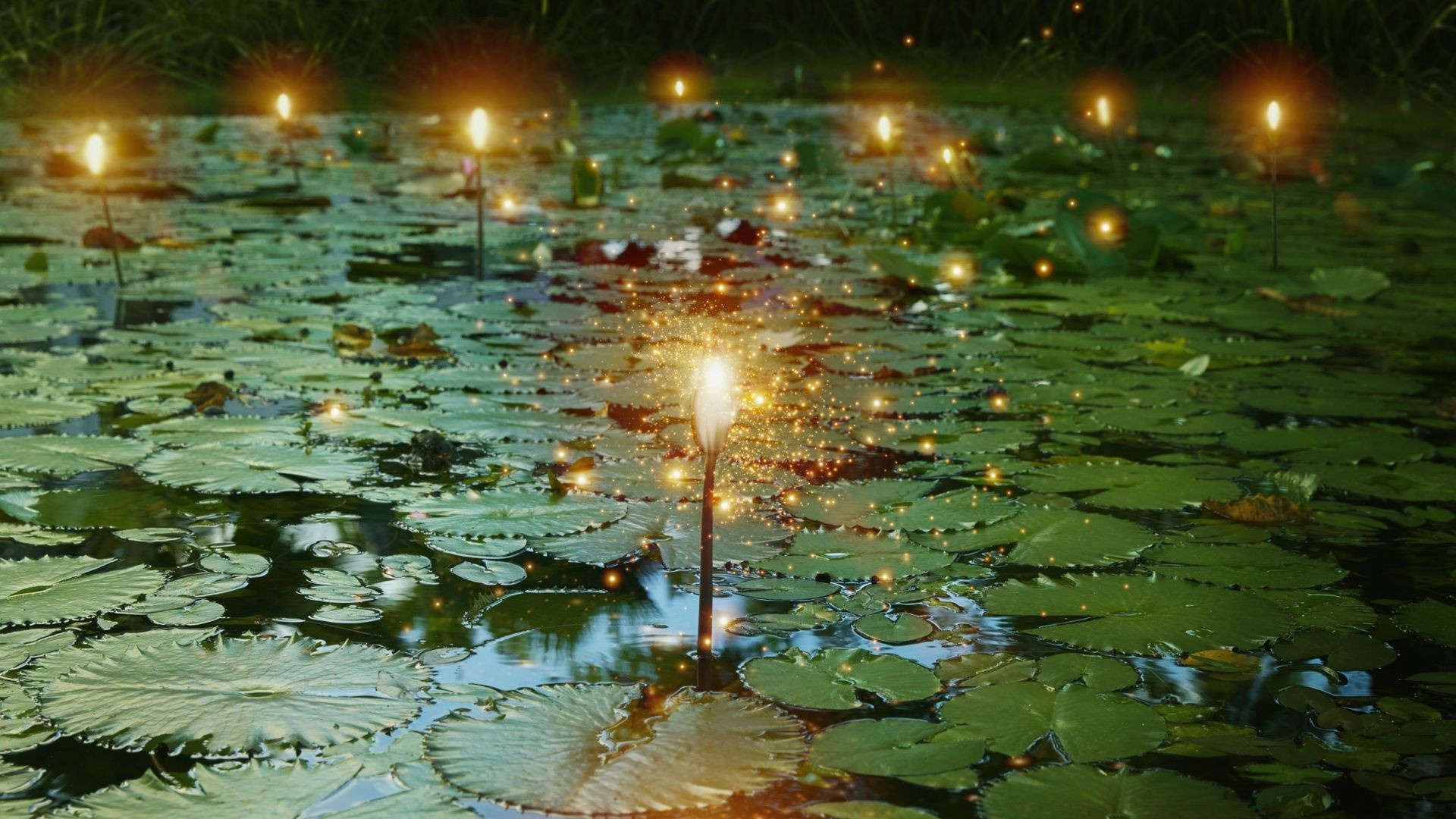 Water lilies with glowing lights on a pond HD Wallpaper