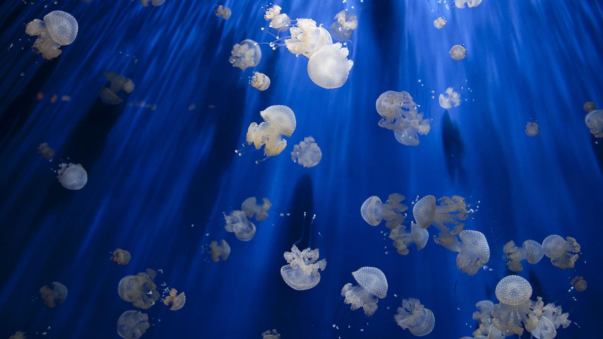 Many jellyfish swimming in blue water with light rays HD Wallpaper