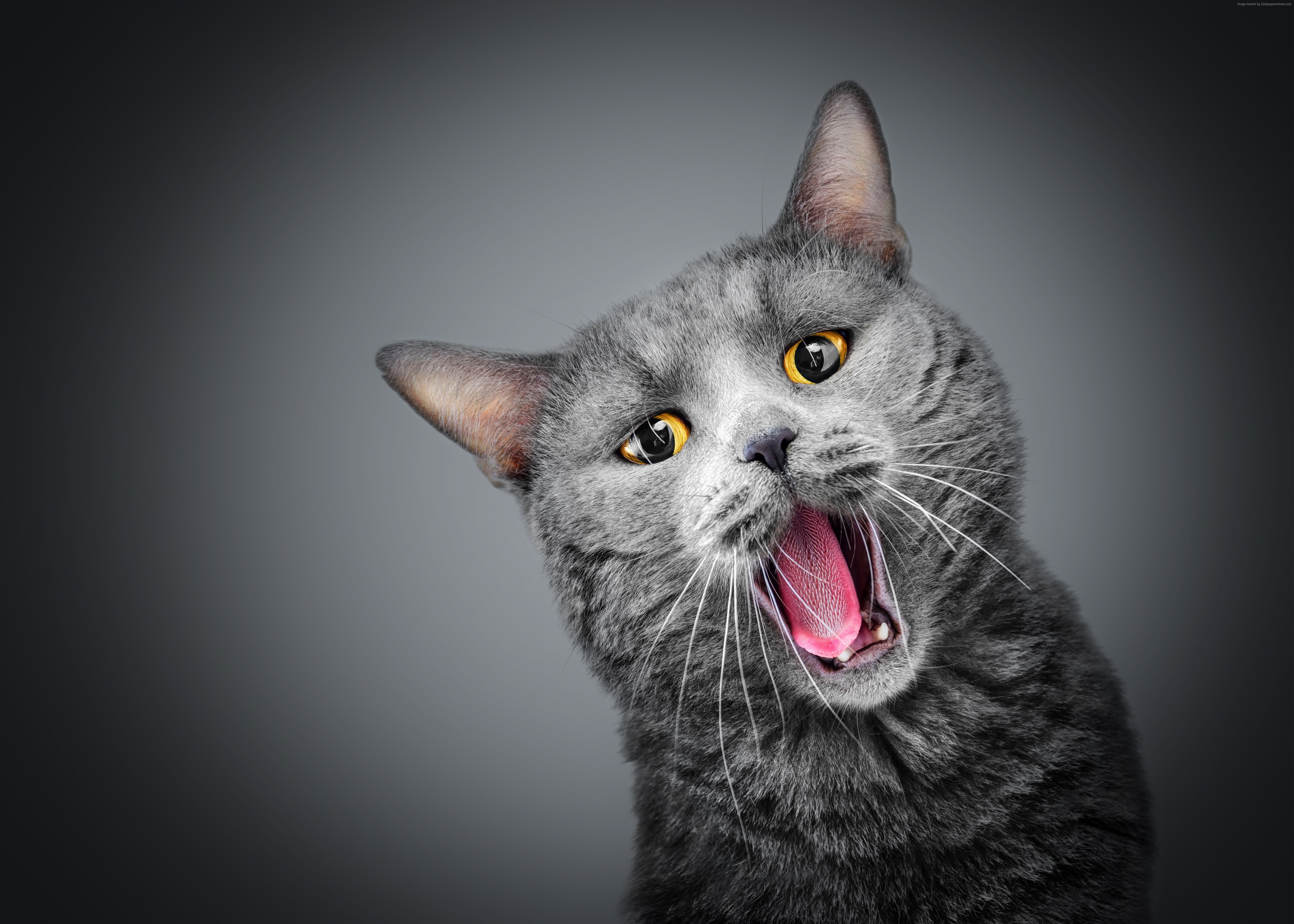 Funny Gray Cat Yawning HD Wallpaper