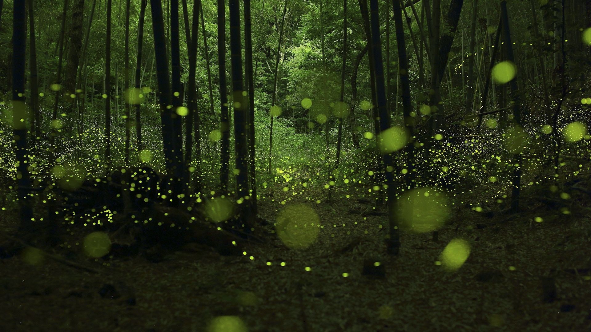 Fireflies in a dark forest at night HD Wallpaper