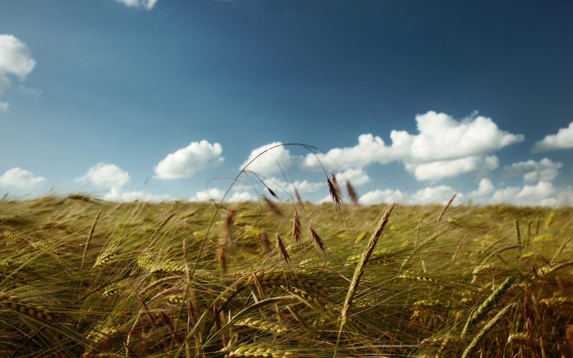 Wheat field under a blue sky with clouds HD Wallpaper