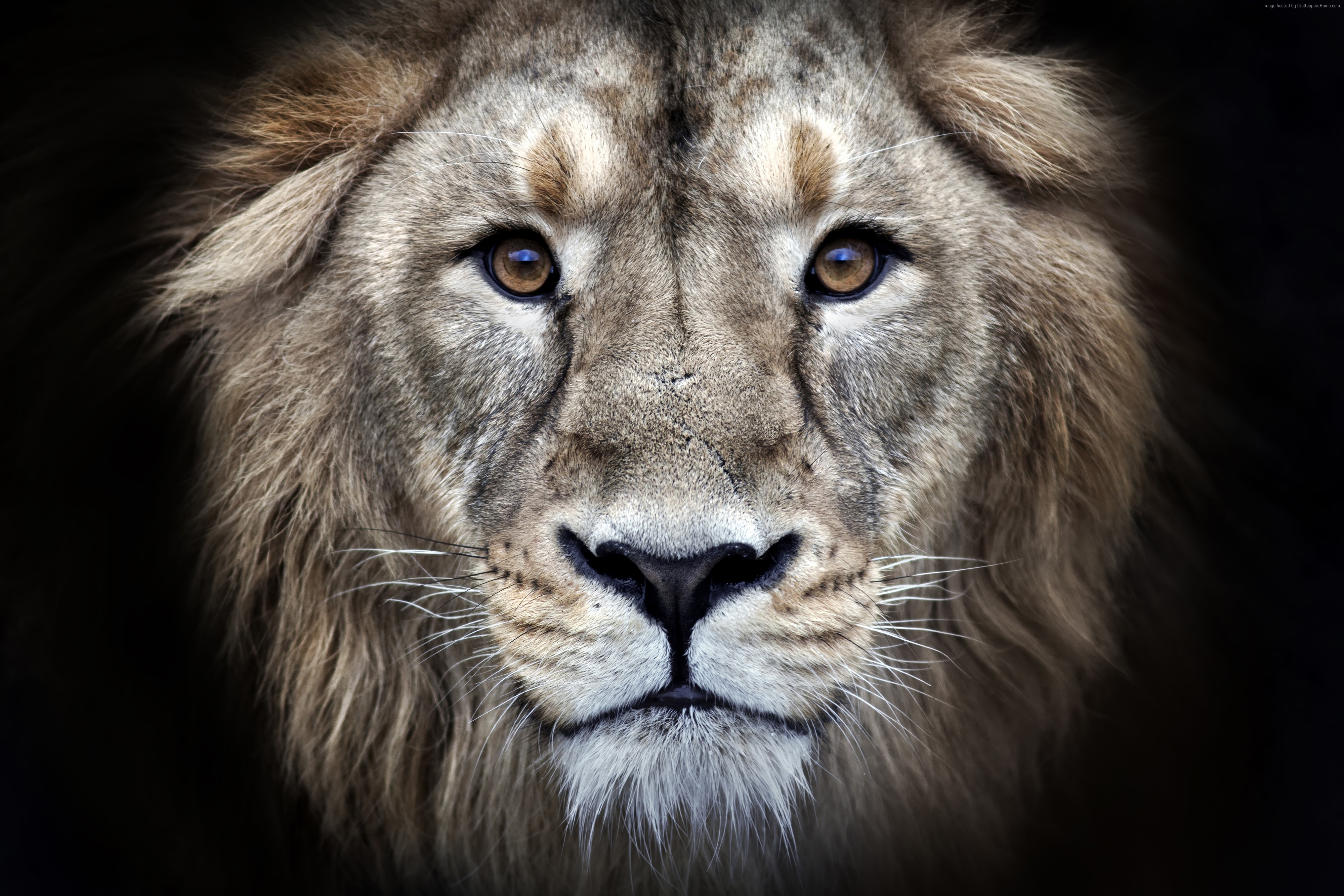 Close-up of a lion's face in 4K HD Wallpaper