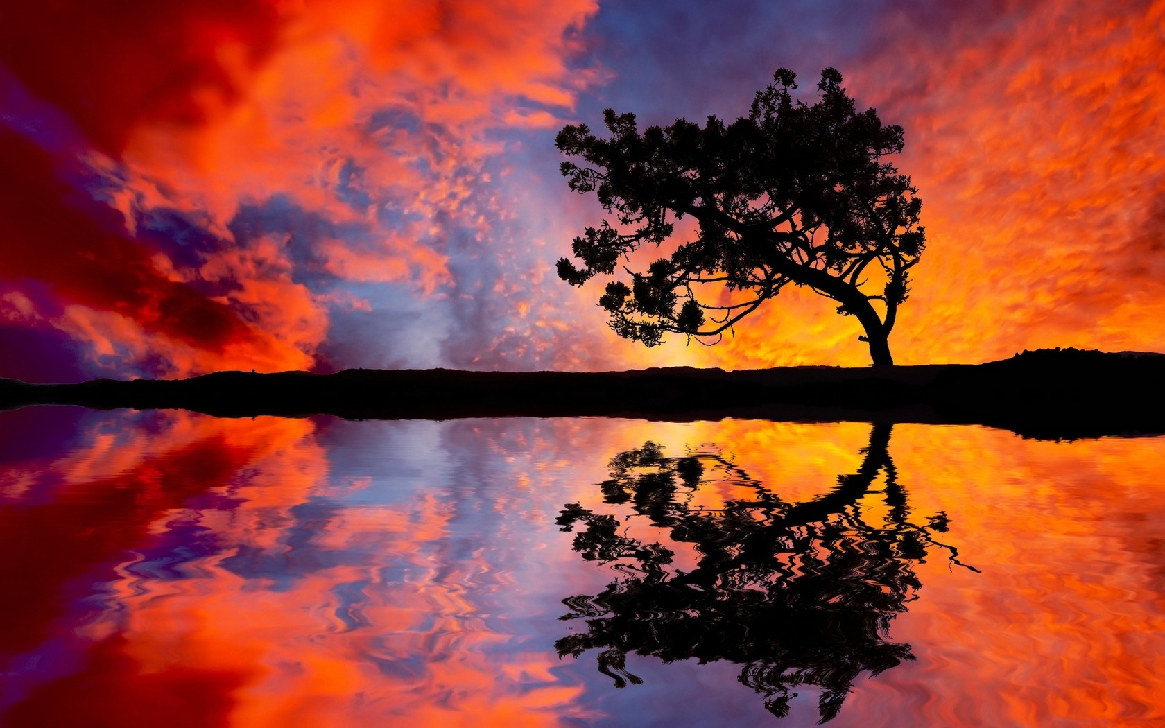 Silhouette of a tree reflecting in water at sunset HD Wallpaper