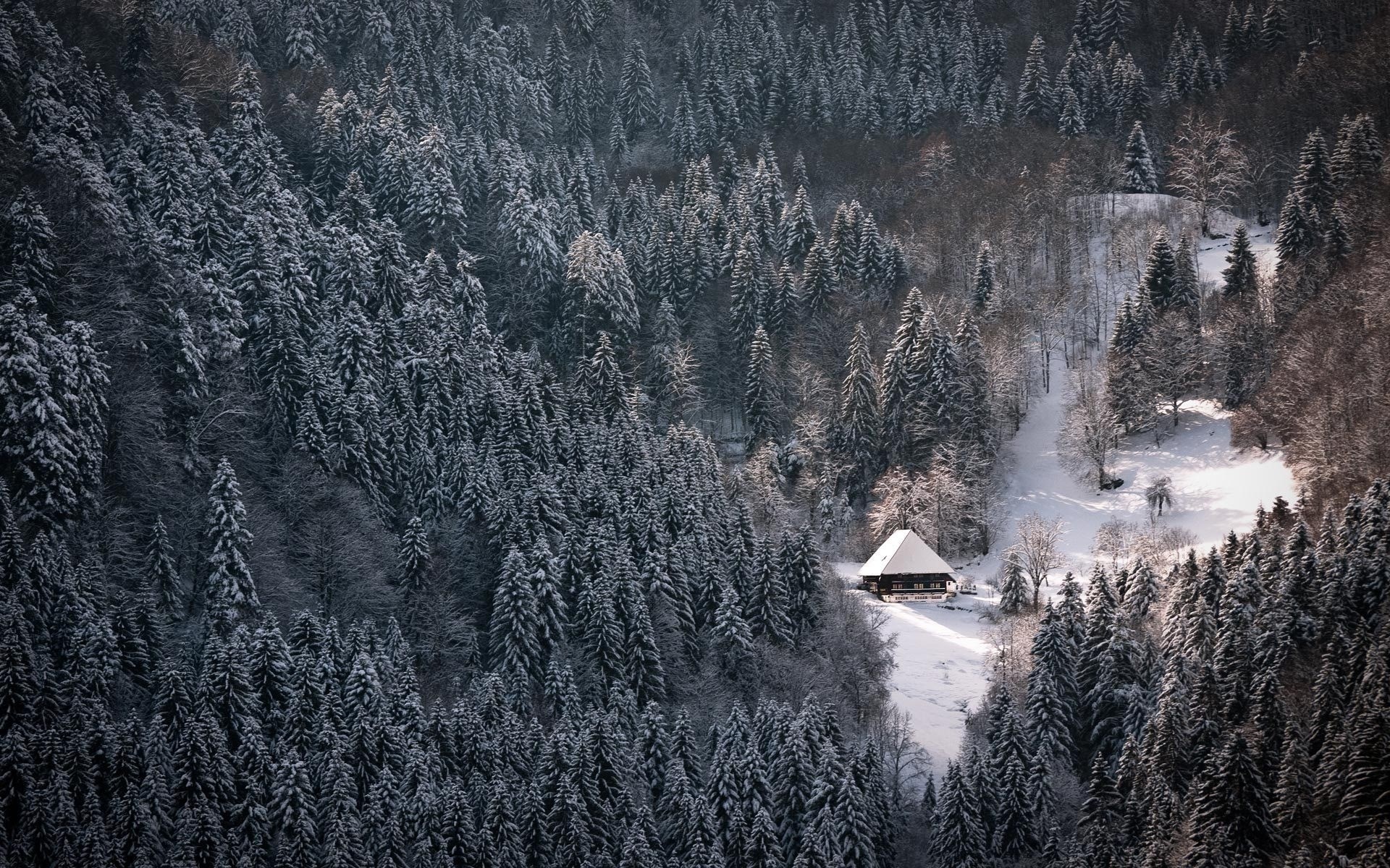 Snow-covered forest with a small cabin HD Wallpaper