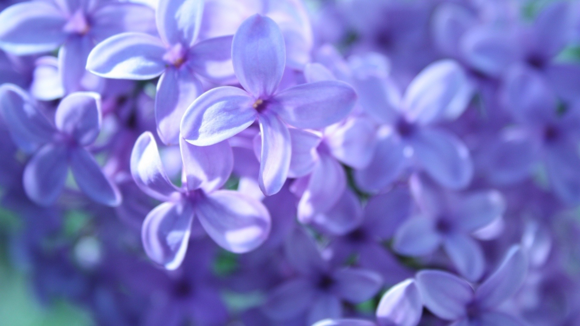 Close-up of purple lilac flowers in bloom HD Wallpaper