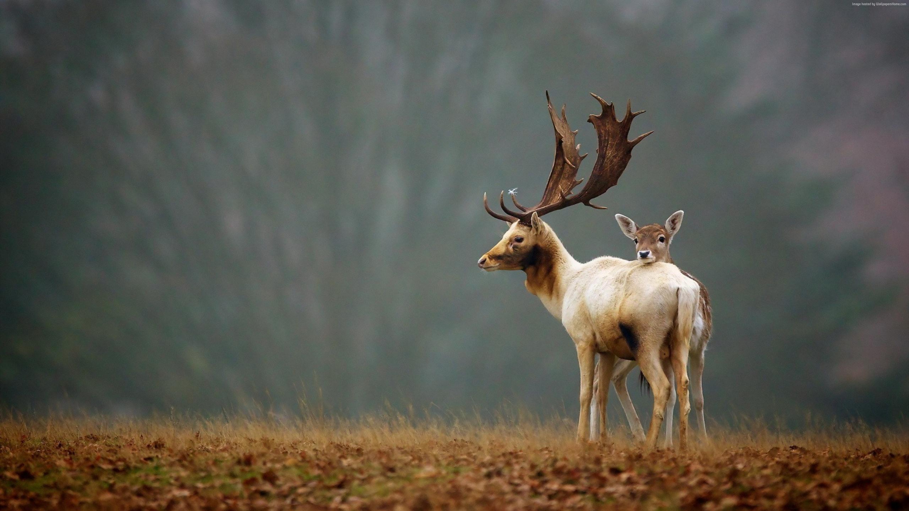 autumn, 4K, cute animals, deer HD Wallpaper