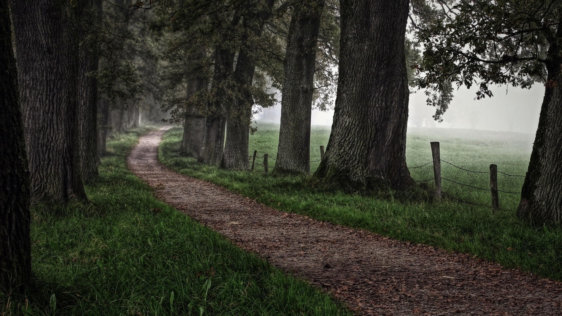 Dirt road through a misty forest with large trees HD Wallpaper