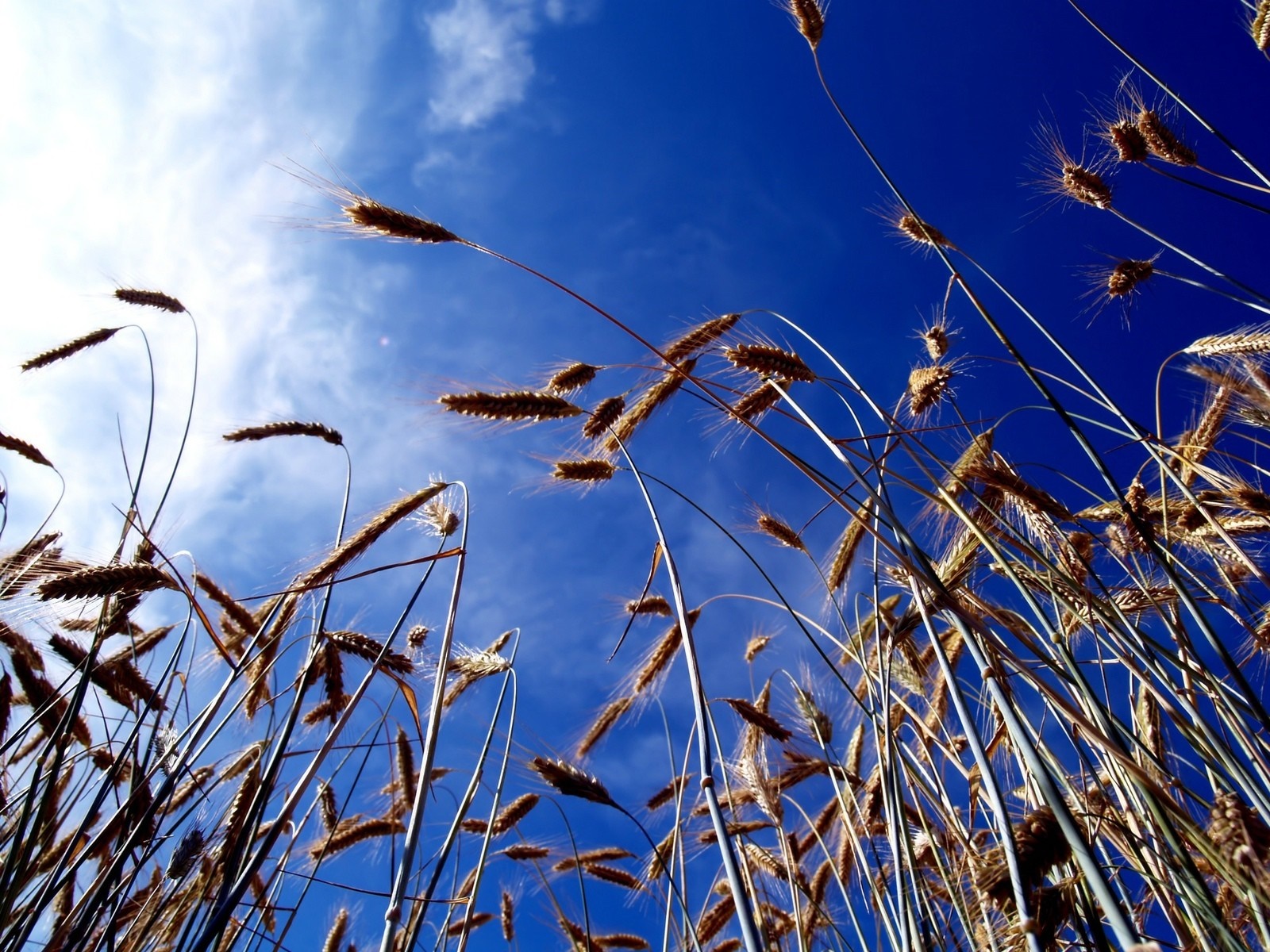 Wheat stalks against a bright blue sky HD Wallpaper