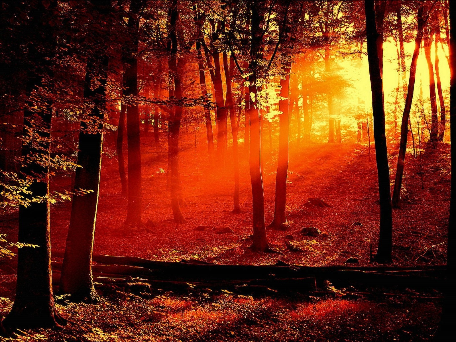 Sunlight filtering through trees in a forest HD Wallpaper