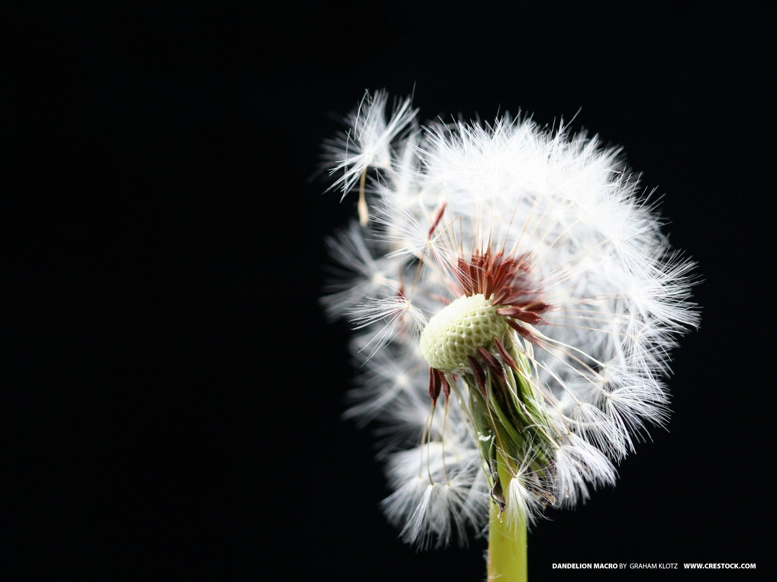 Macro photograph of a dandelion seed head HD Wallpaper