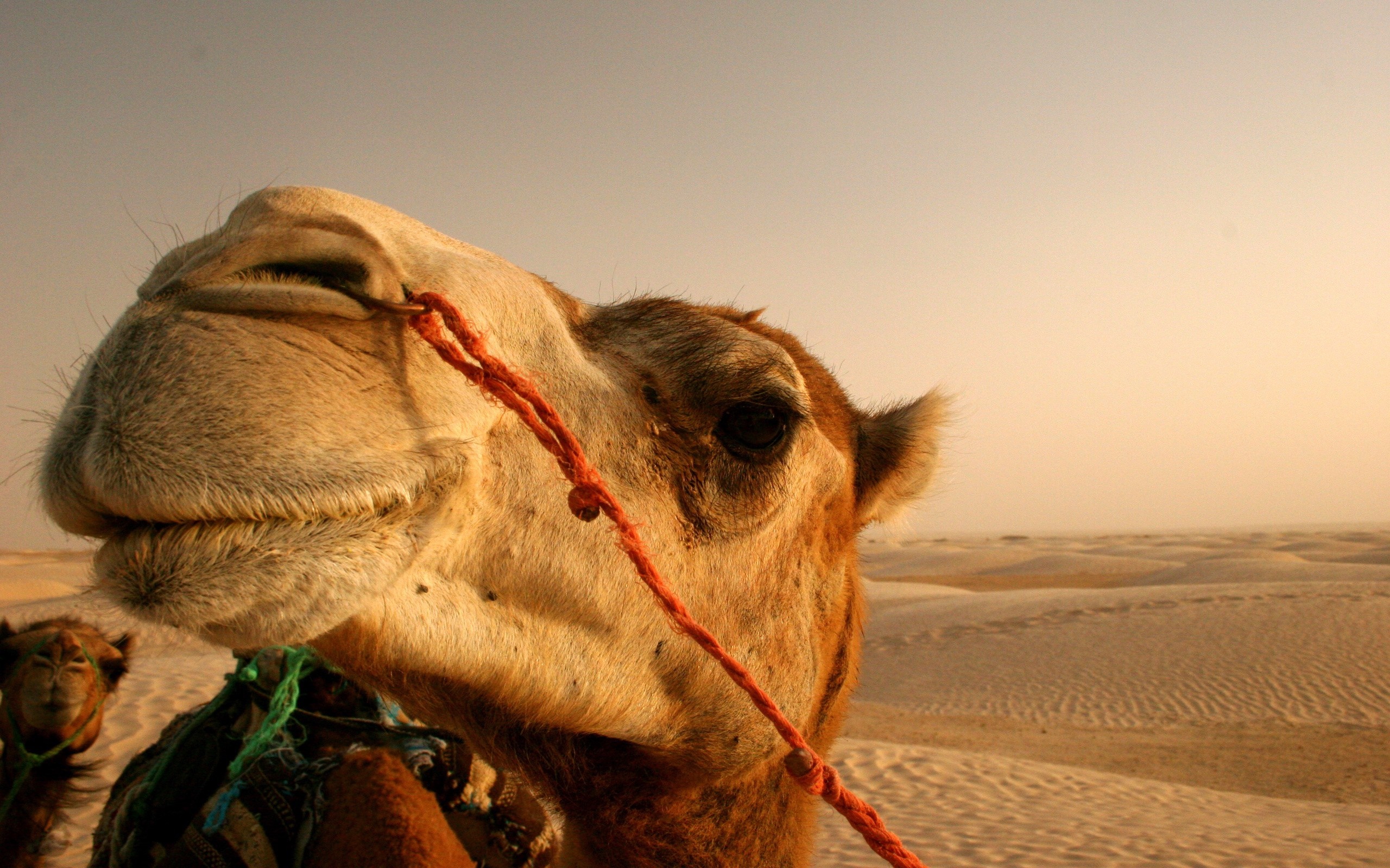 Close up of a camel's head in the desert HD Wallpaper