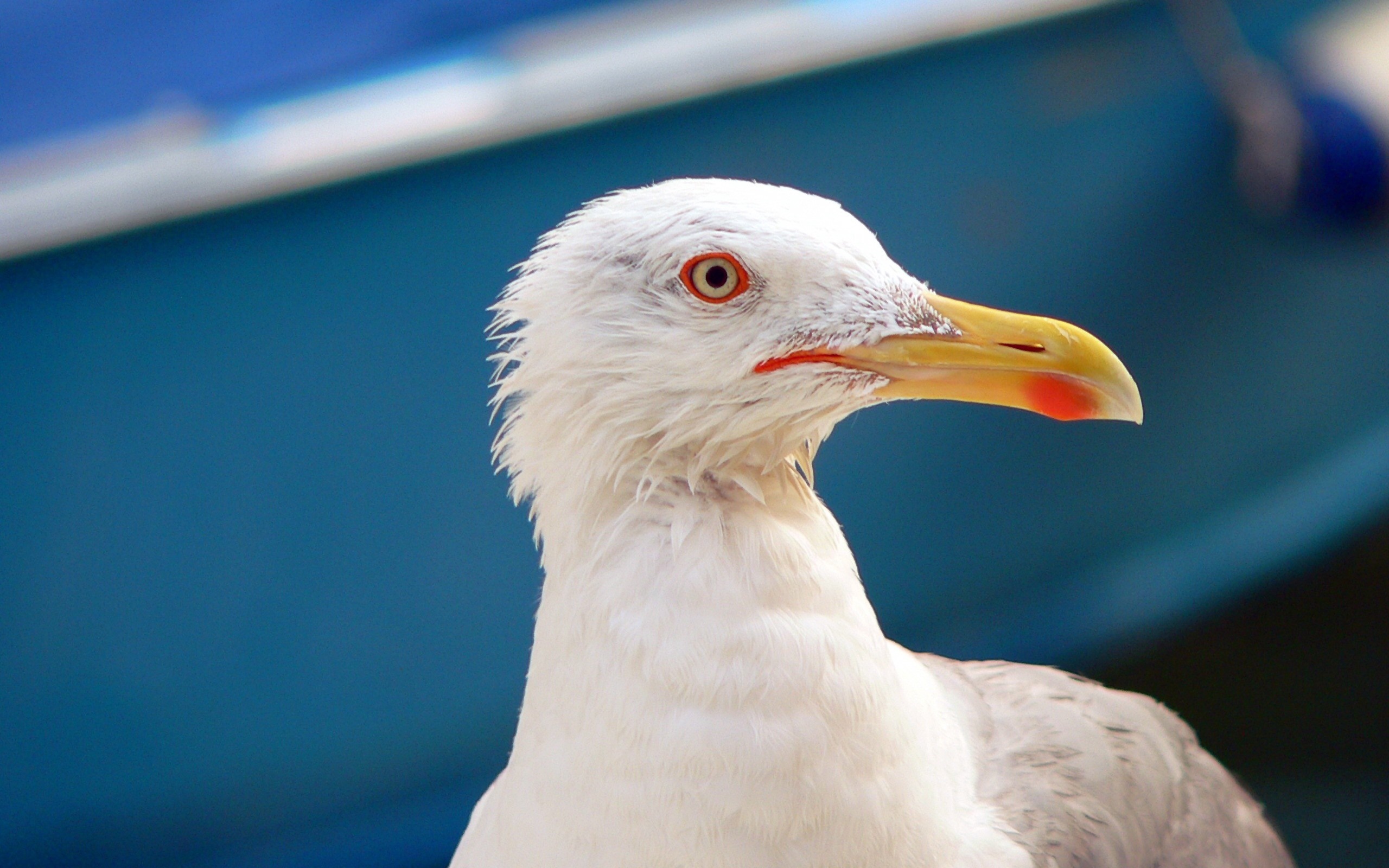 Close up of a seagull's head with a blue background HD Wallpaper