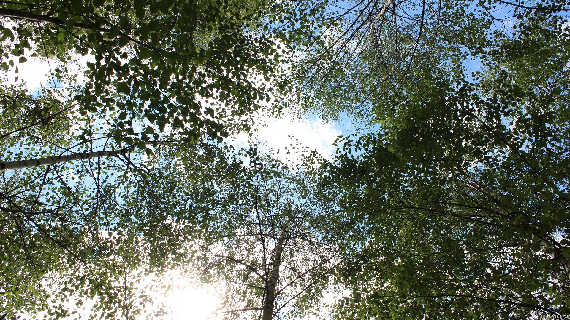 Looking up through green trees at the sky HD Wallpaper