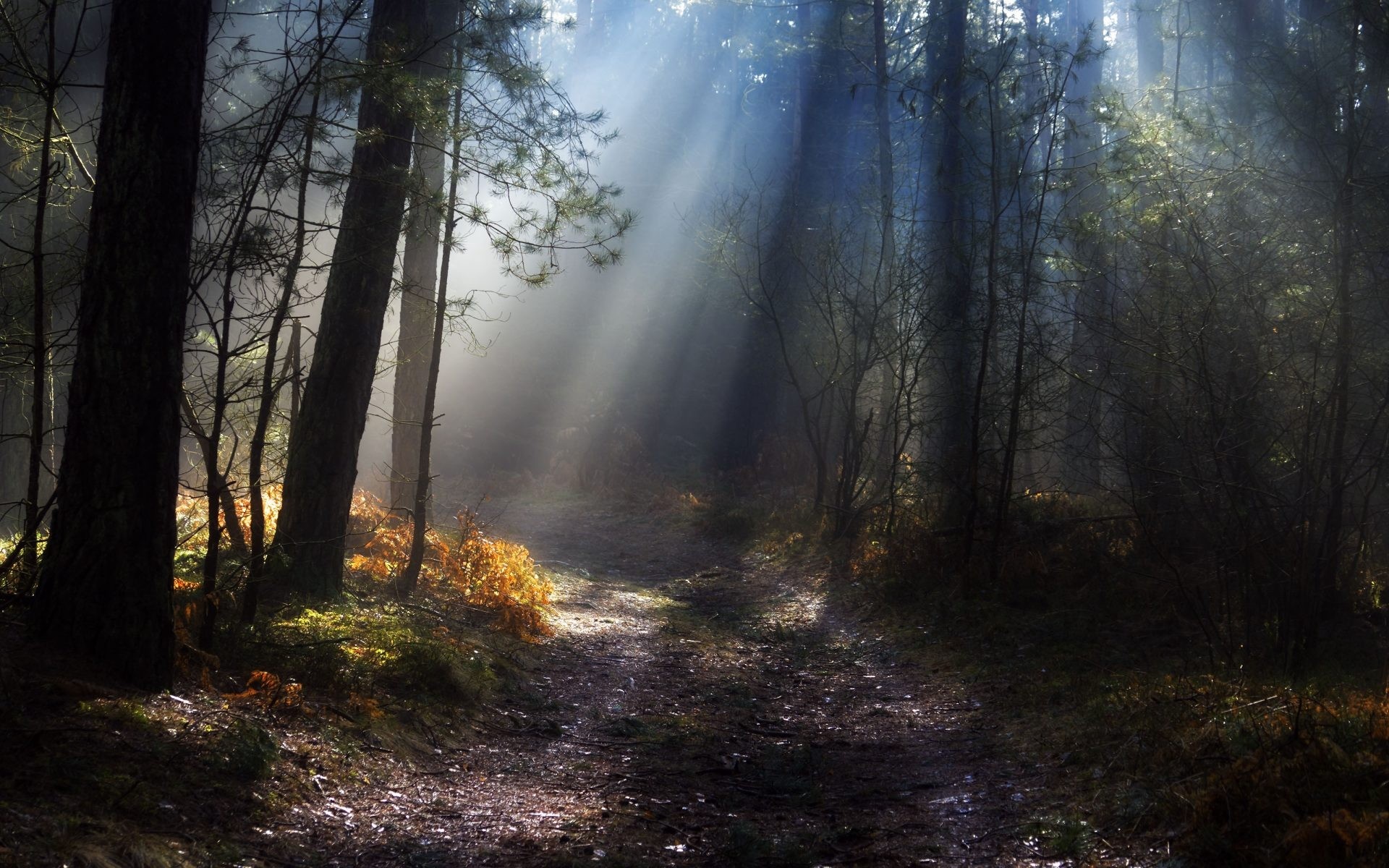 Sunlight filtering through trees in a misty forest HD Wallpaper