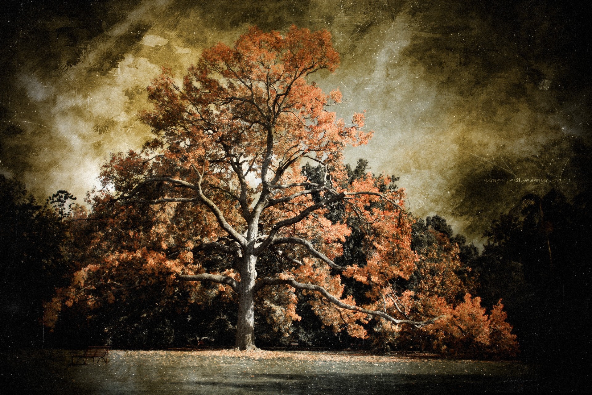 Autumn tree with orange leaves and textured sky HD Wallpaper