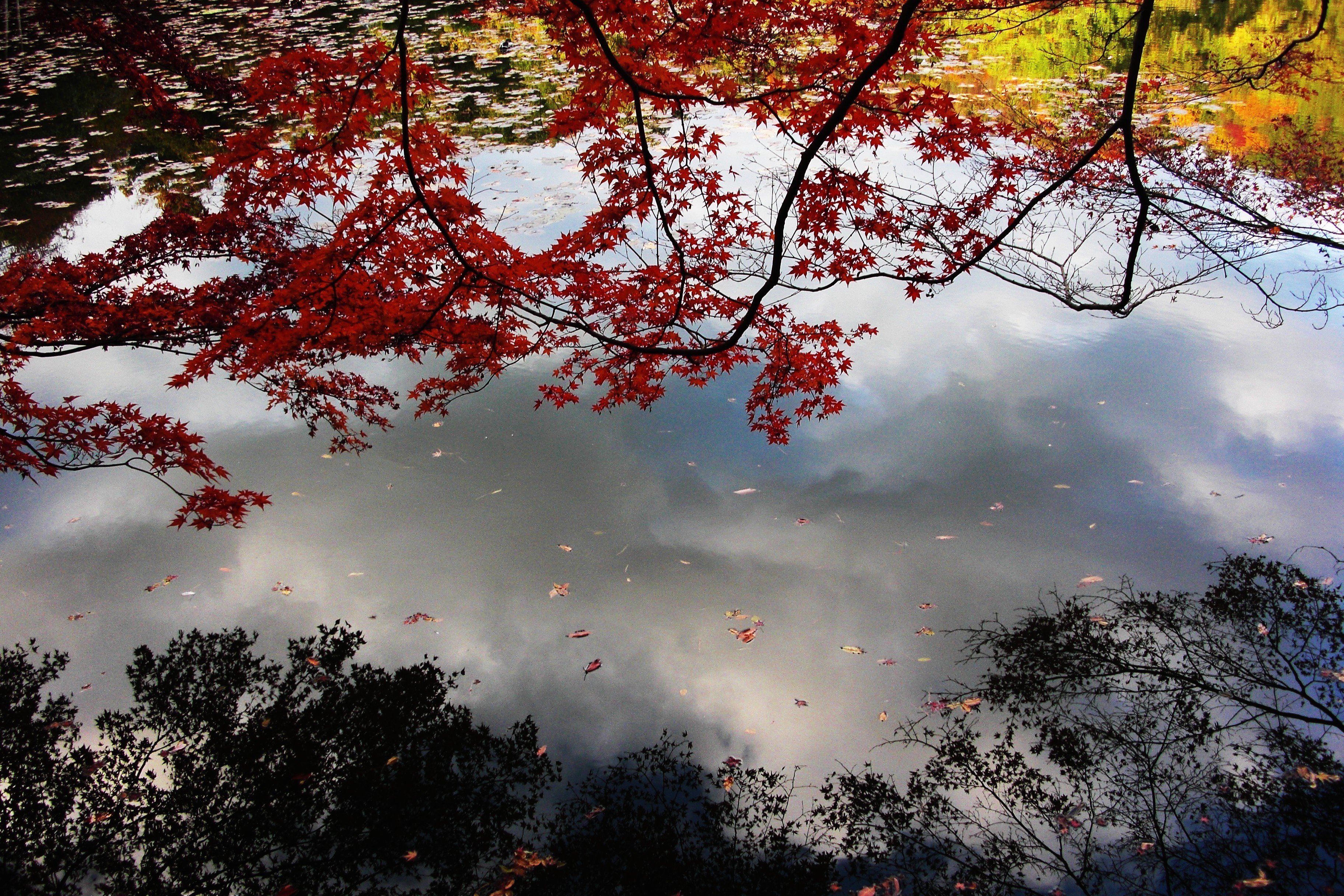 Reflection of red maple leaves and trees in water HD Wallpaper