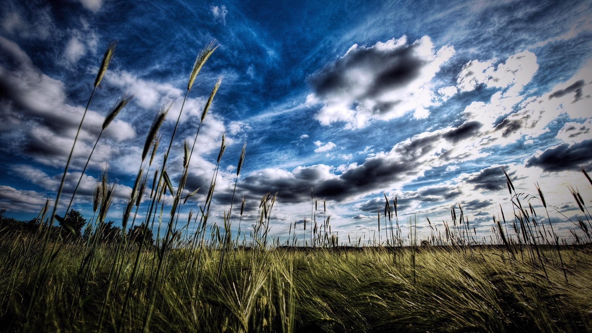Wheat field under a dramatic cloudy sky HD Wallpaper