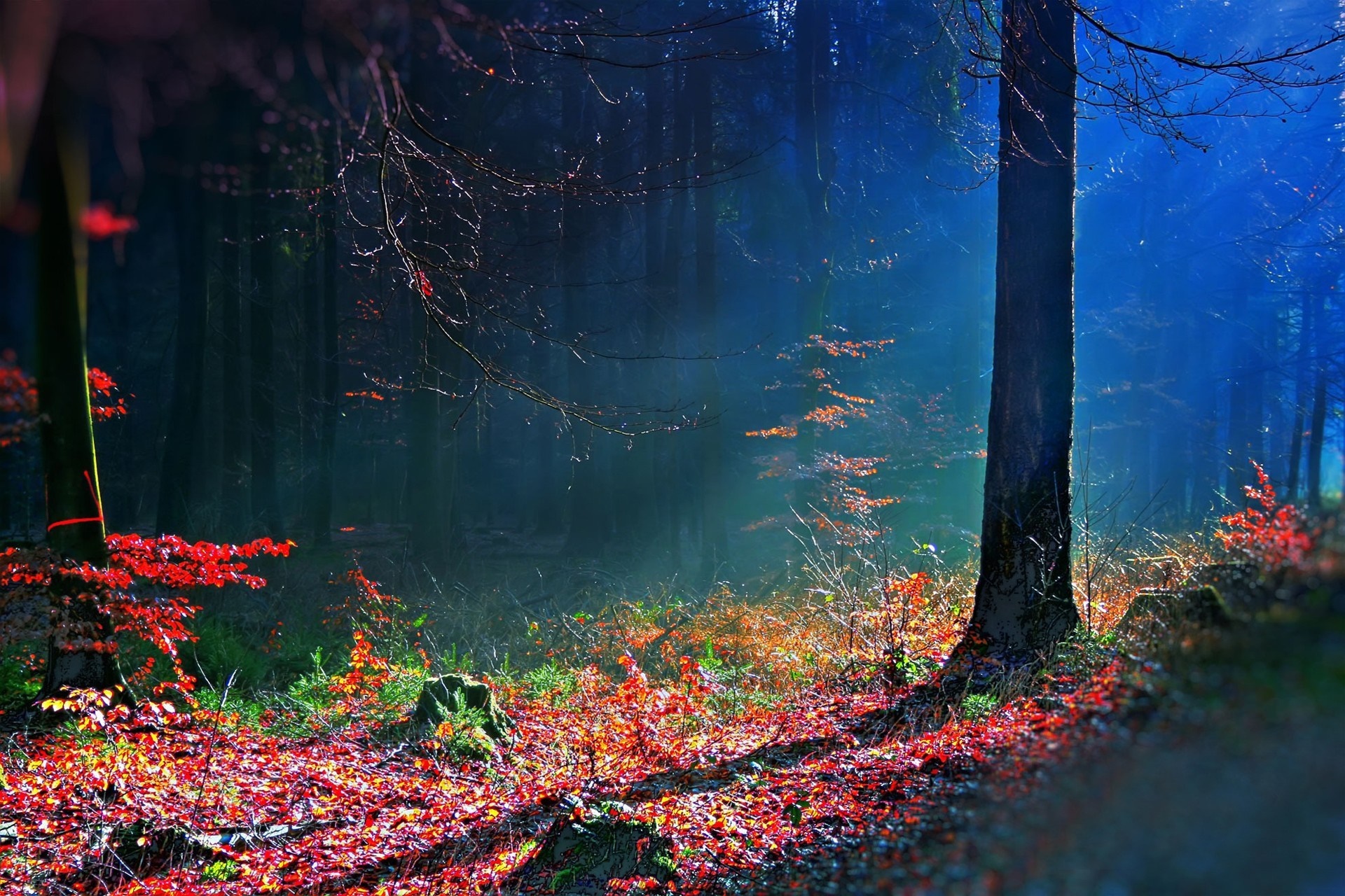 Sunlight filtering through trees in an autumn forest HD Wallpaper