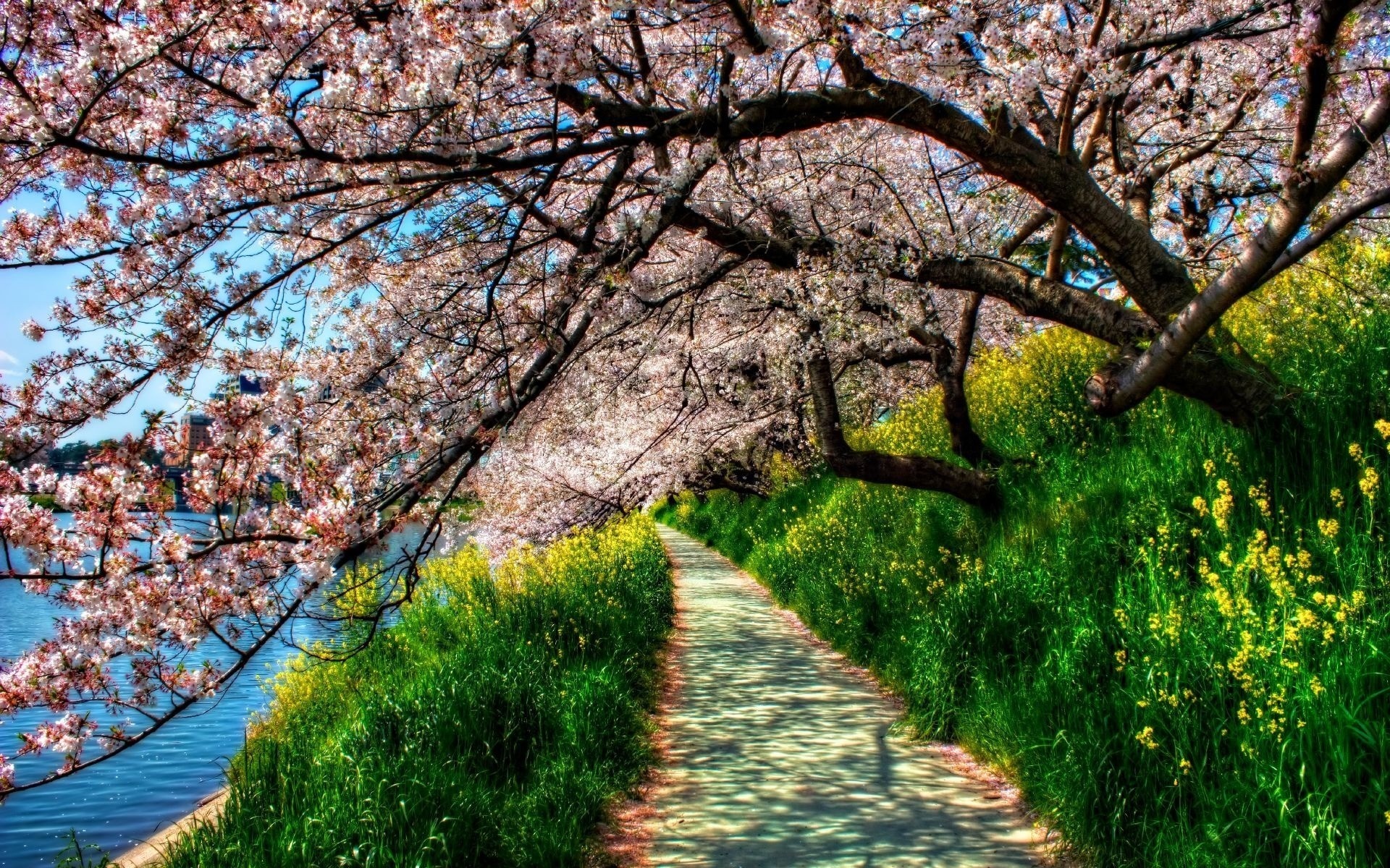 Path lined with cherry blossoms and yellow flowers by a lake HD Wallpaper