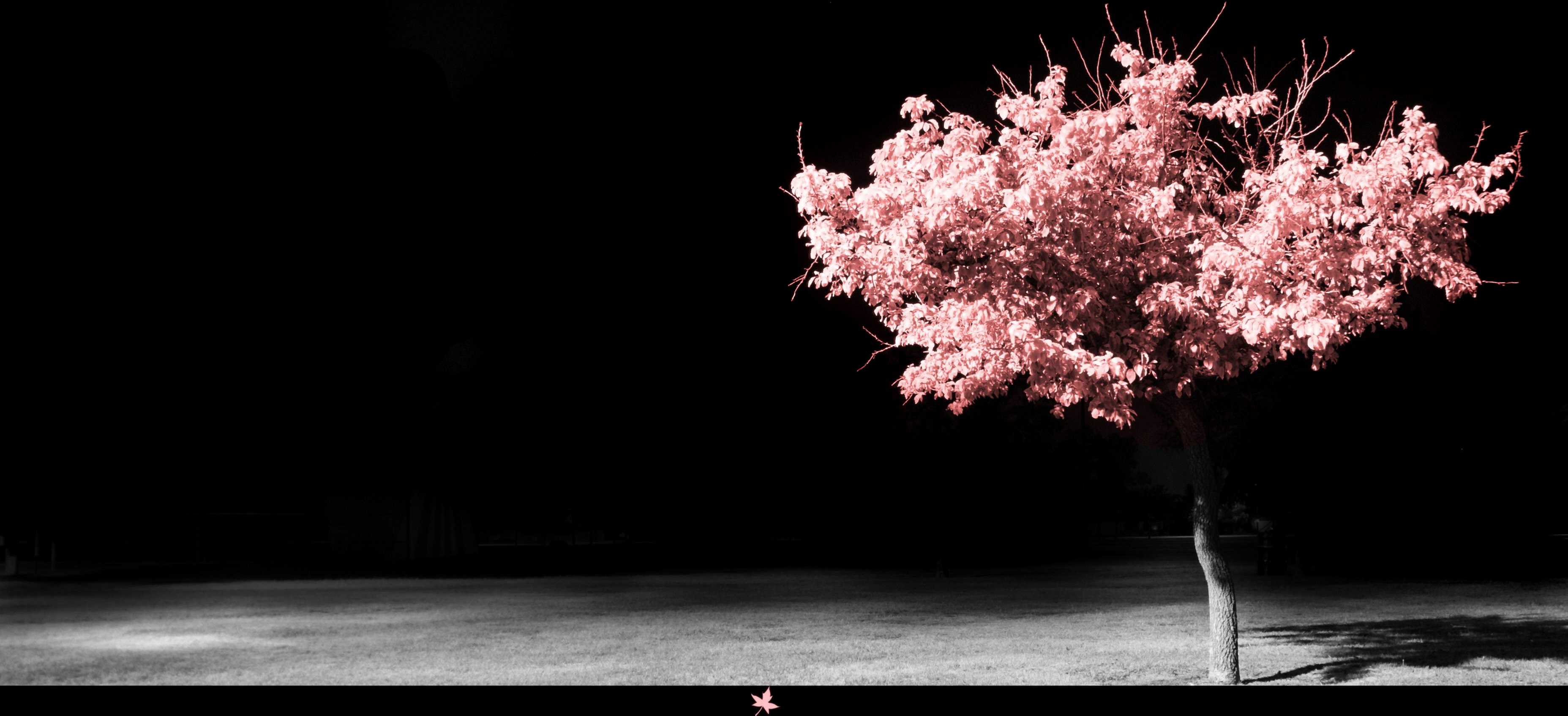 Pink tree in the dark with a fallen leaf HD Wallpaper