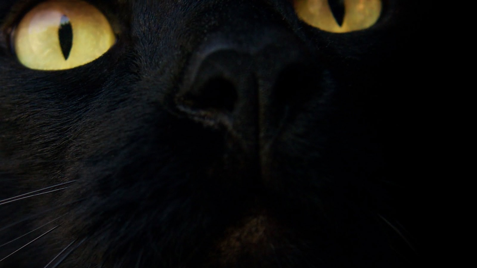 Close-up of a black cat's yellow eyes and nose HD Wallpaper