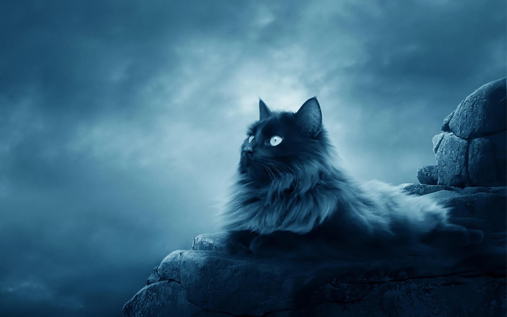 Black cat on a rocky cliff under a cloudy sky HD Wallpaper