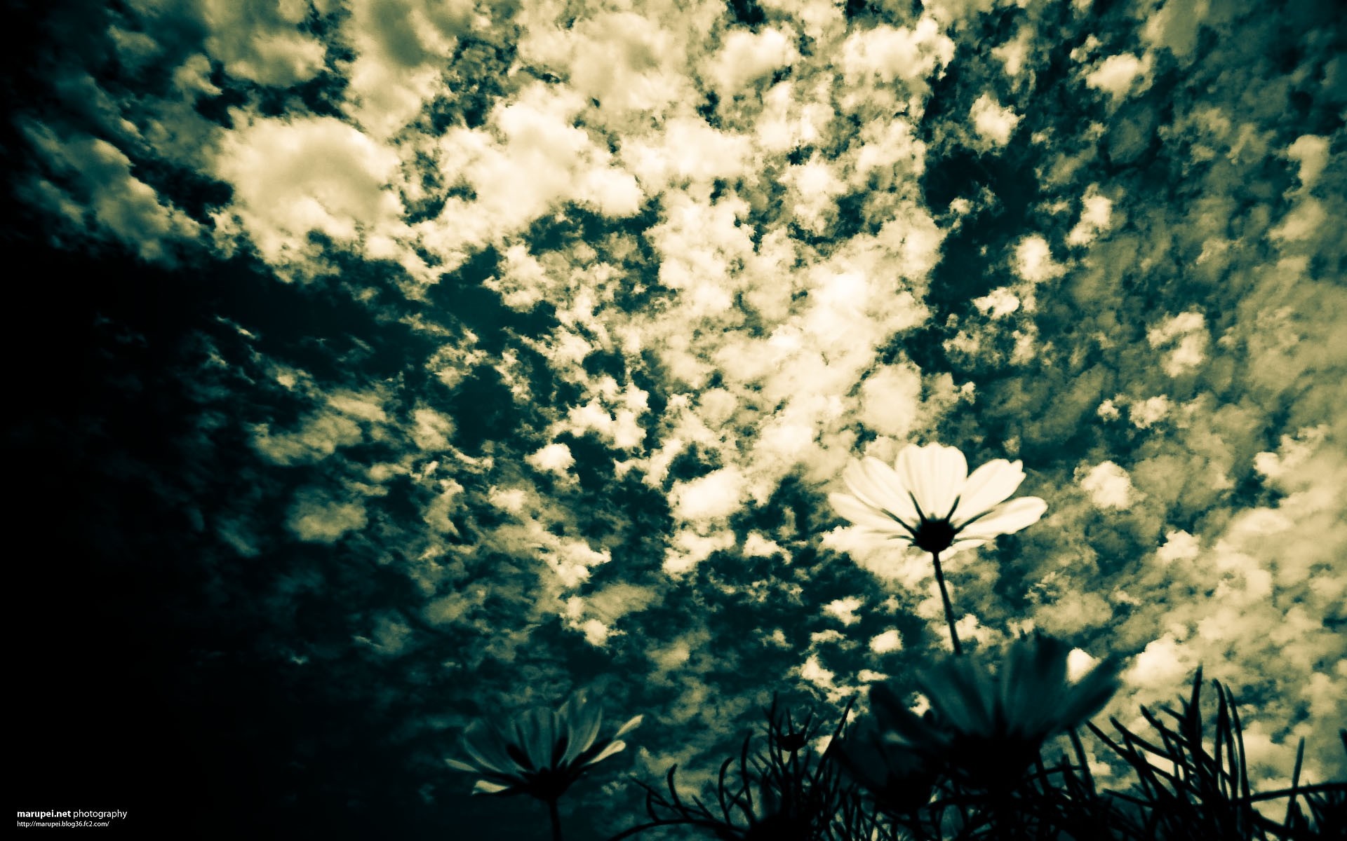 Flowers silhouetted against a cloudy sky HD Wallpaper