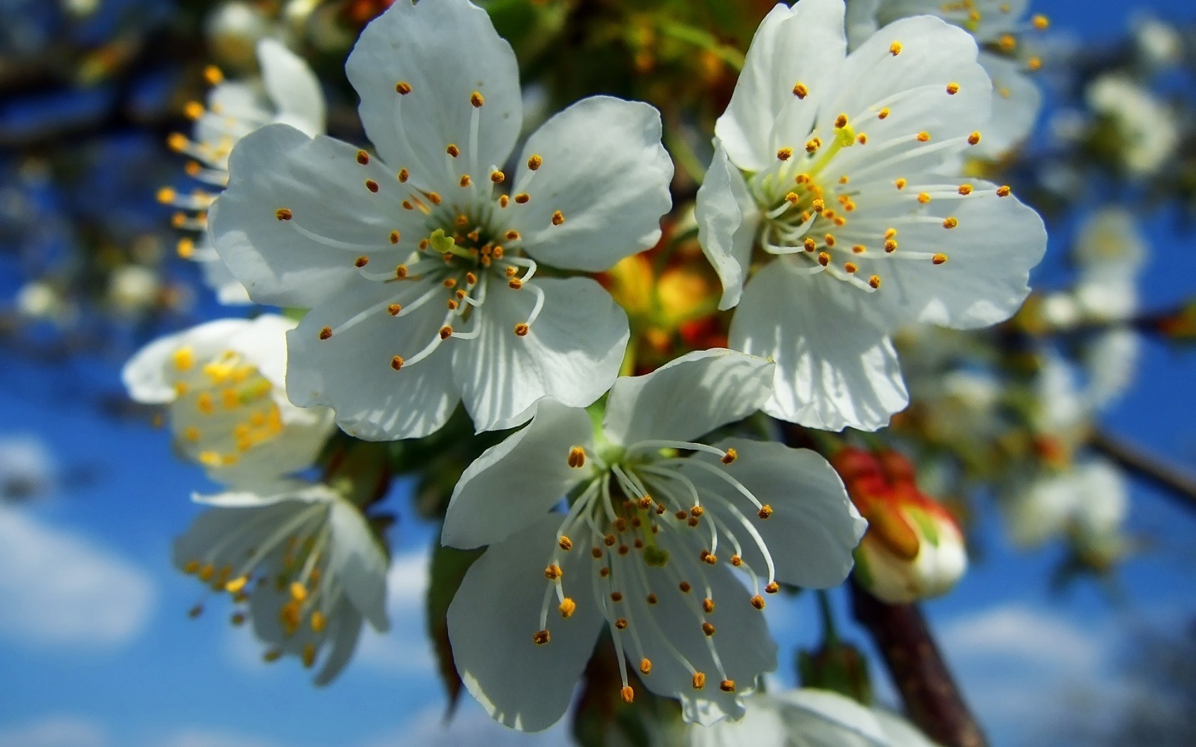 Close-up of white cherry blossoms against a blue sky HD Wallpaper
