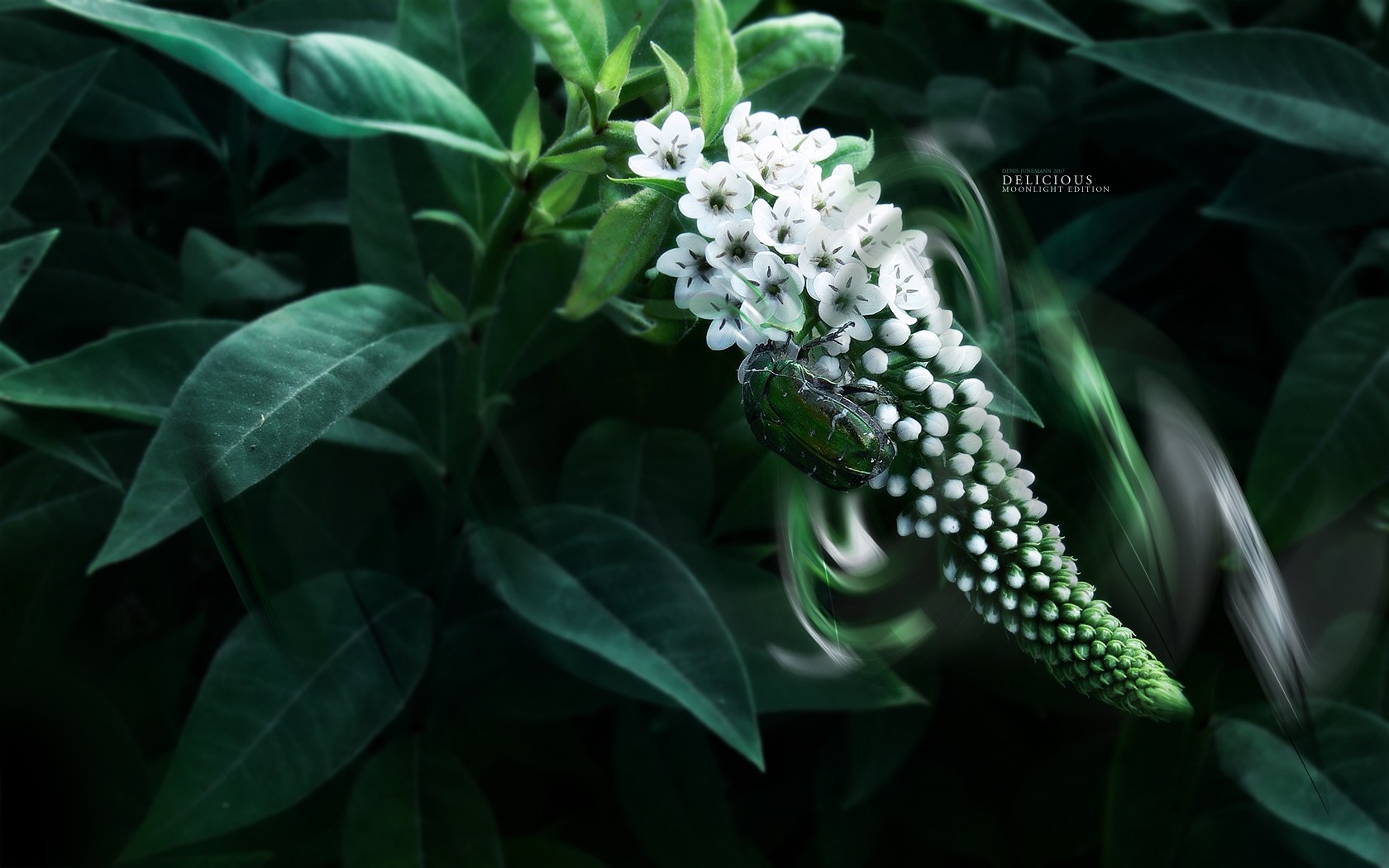 Green beetle on white flowers with dark green leaves HD Wallpaper