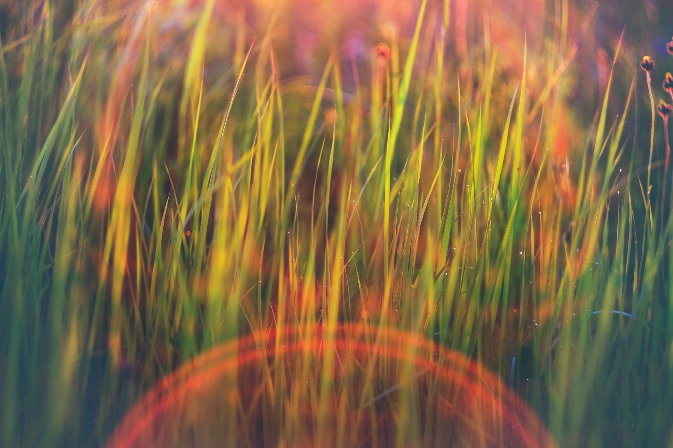Sunlight on wet grass with lens flare HD Wallpaper
