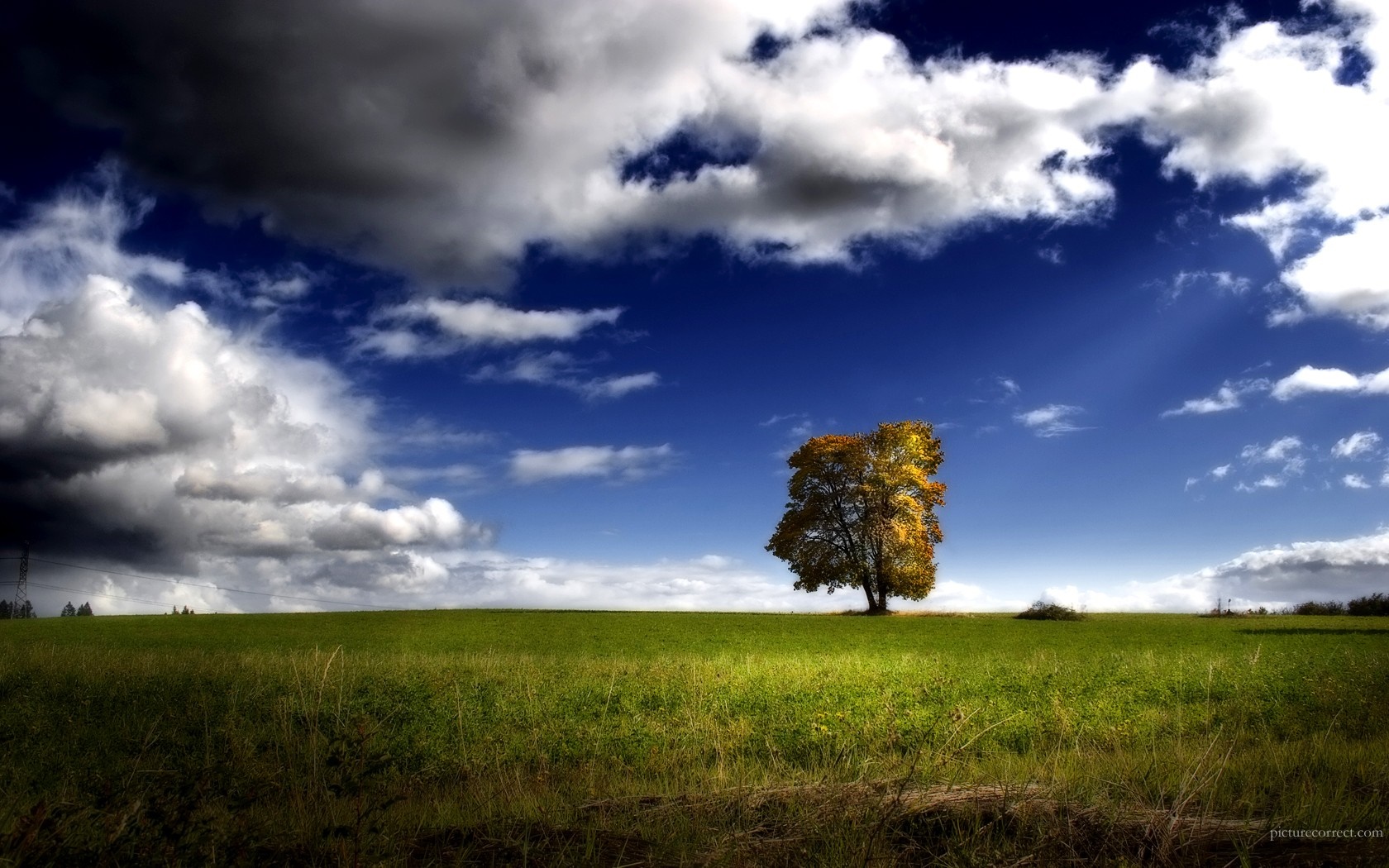 Lone tree in a grassy field under a dramatic sky HD Wallpaper