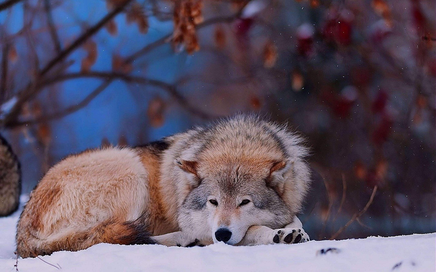 Wolf resting in the snow during winter HD Wallpaper