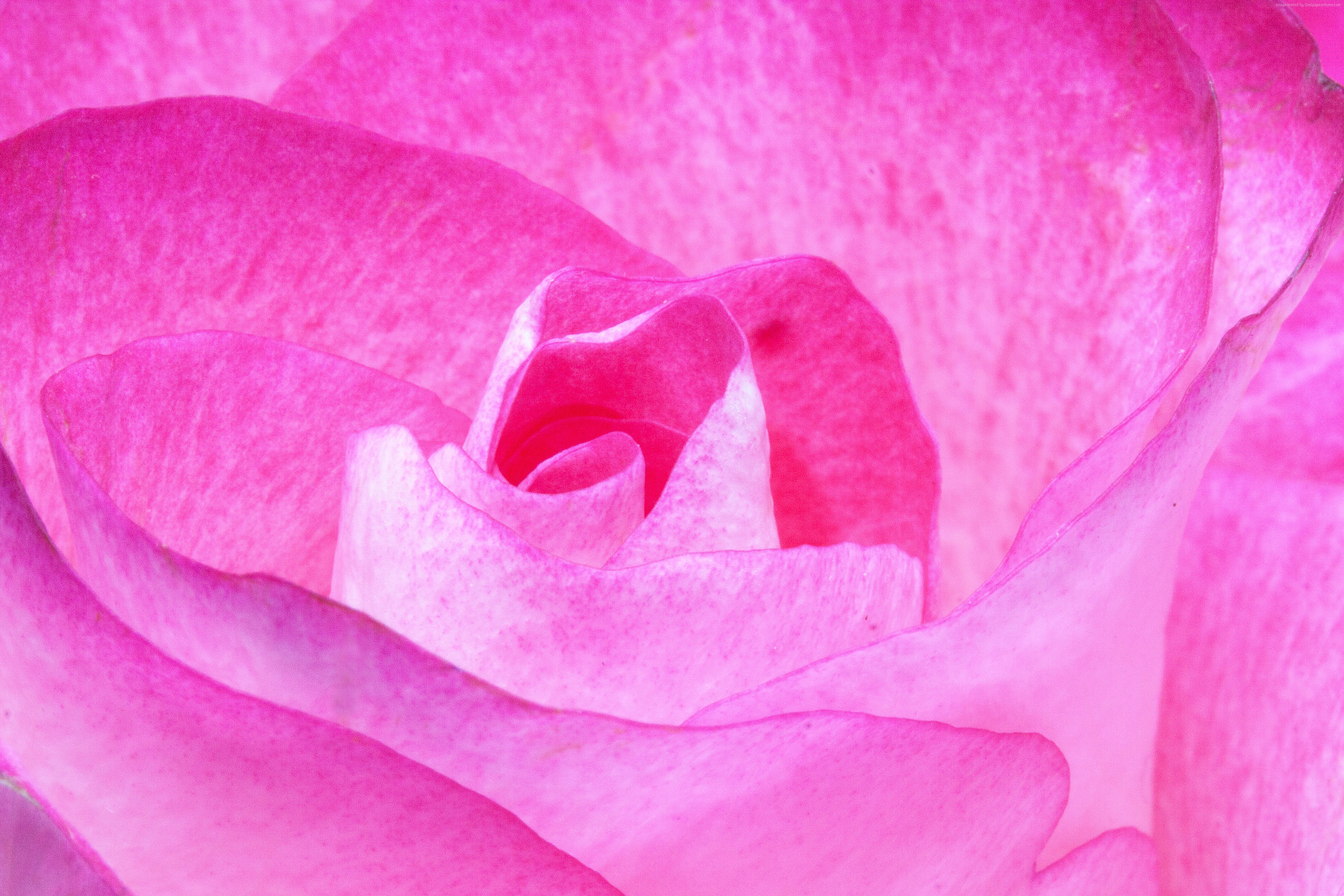 Close-up of a pink rose HD Wallpaper
