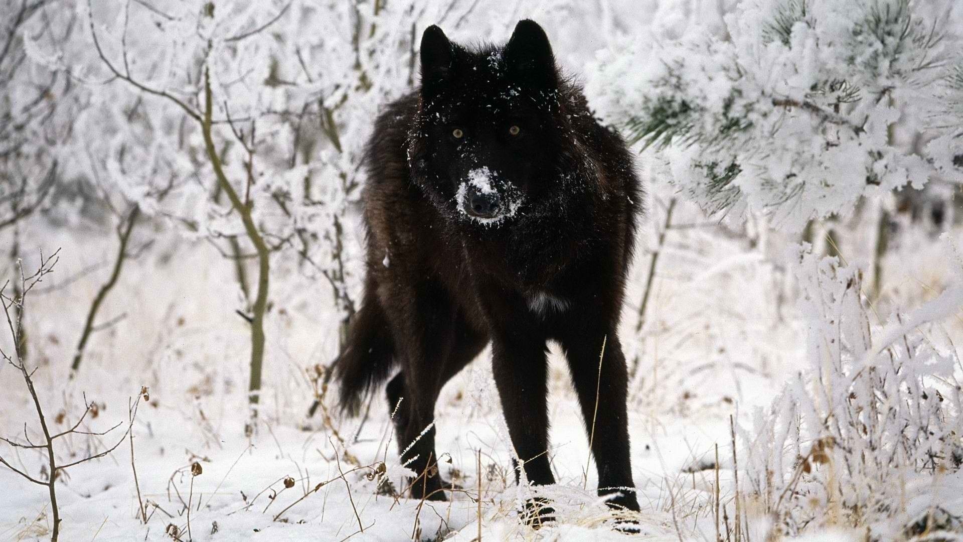 Black wolf standing in a snowy forest HD Wallpaper