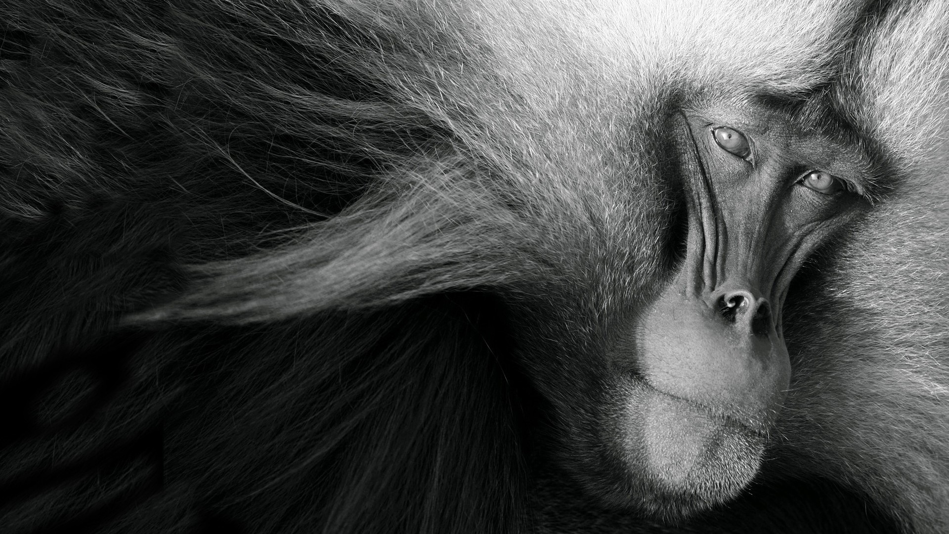 Close-up of a Gelada baboon's face with thick fur HD Wallpaper