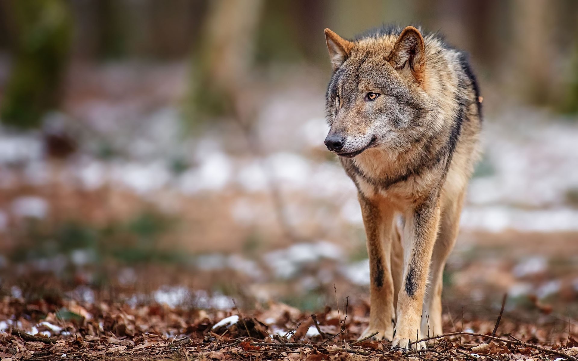 Wolf walking in a forest with snow and fallen leaves HD Wallpaper
