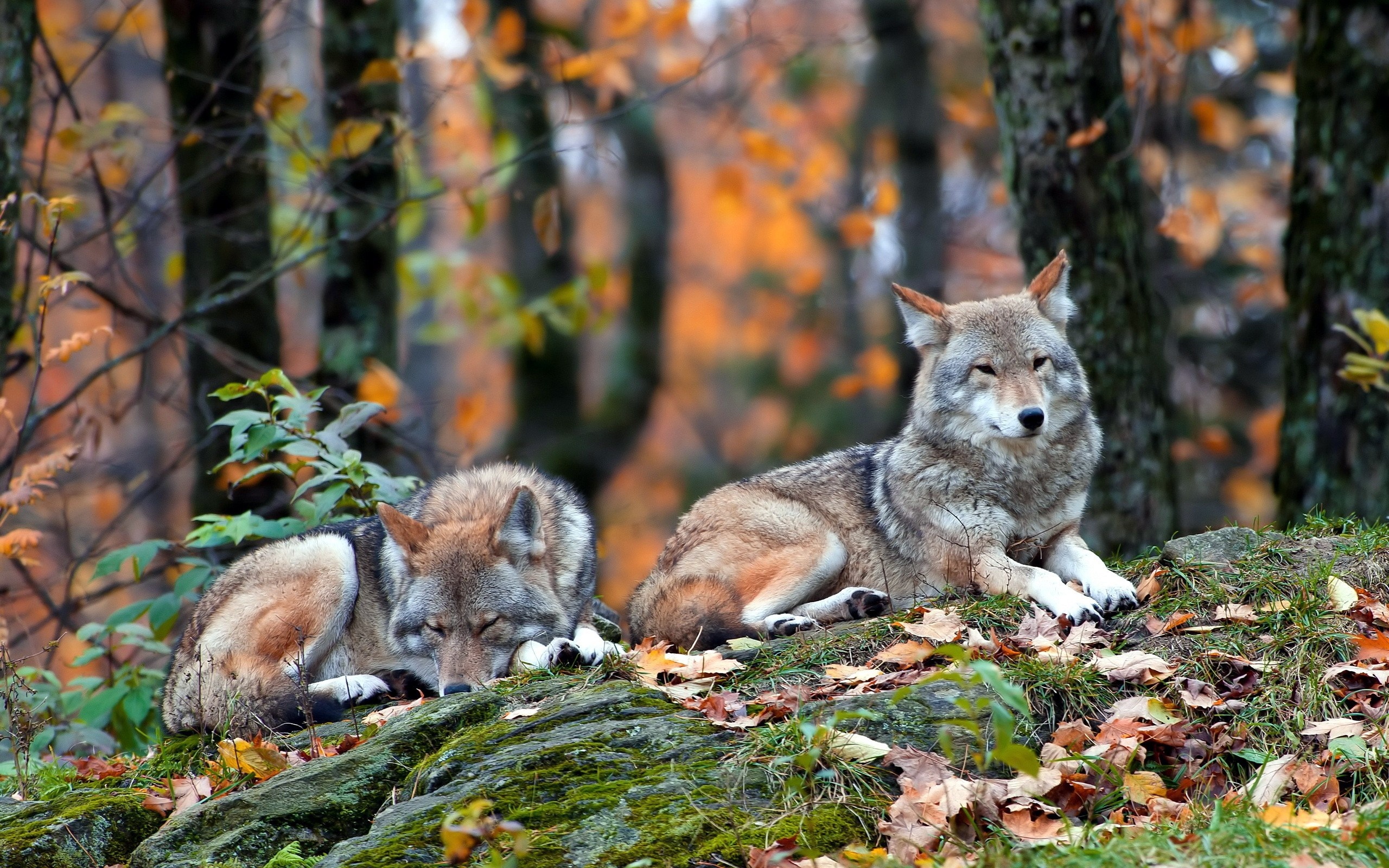 Two wolves resting on a mossy rock in autumn forest HD Wallpaper