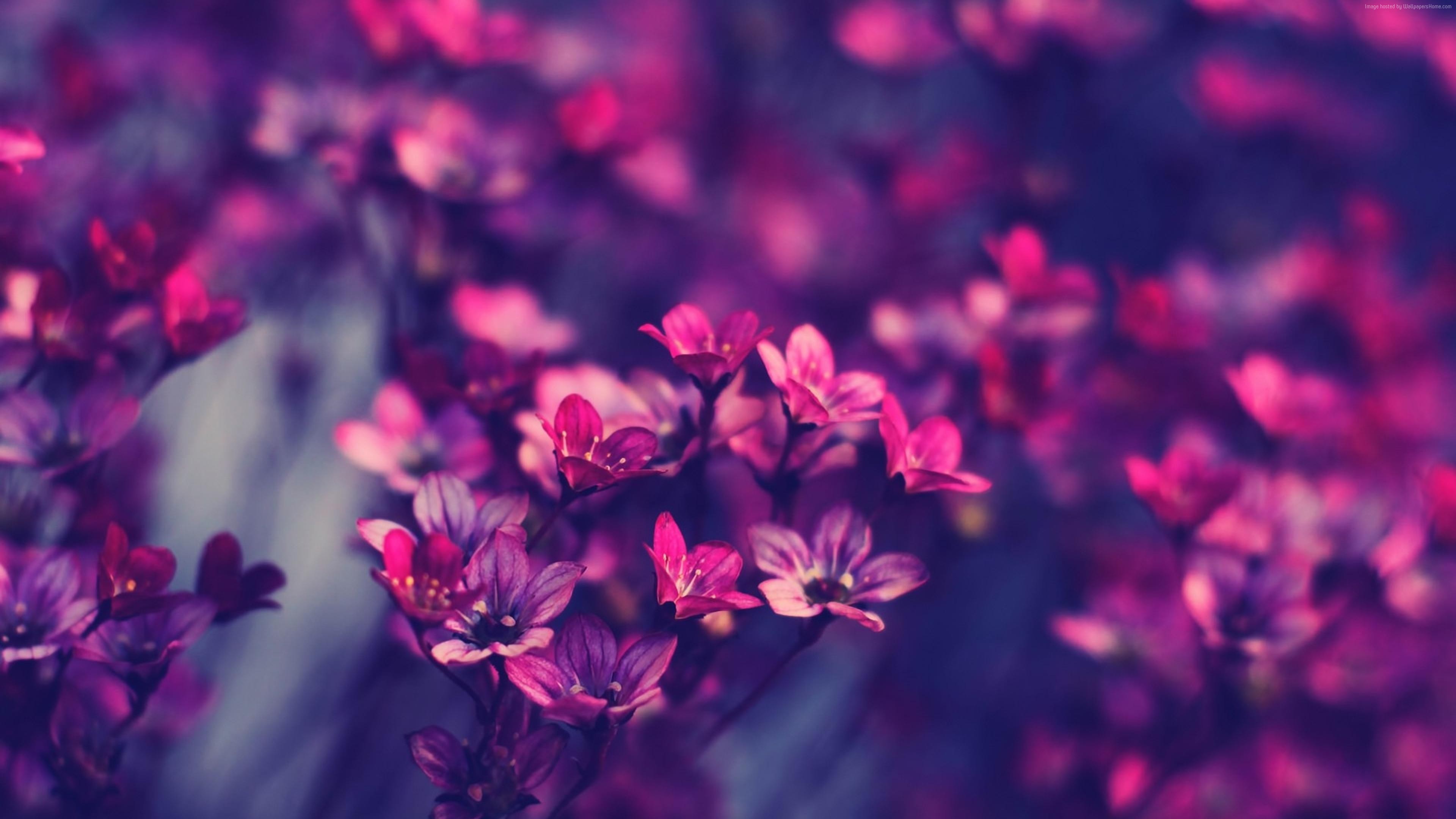 Purple flowers 4K HD Wallpaper