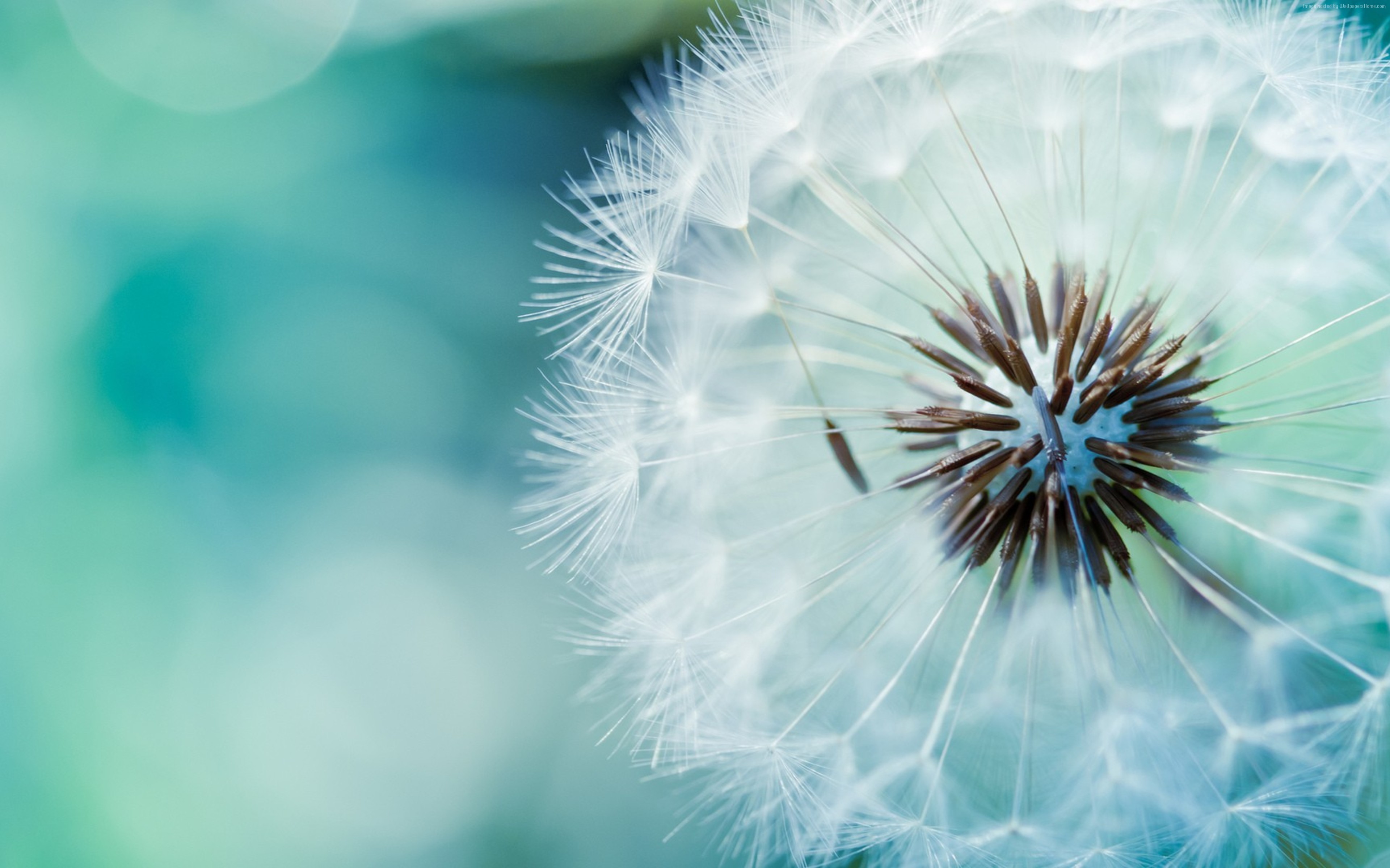 dandelion, flower, 4k HD Wallpaper