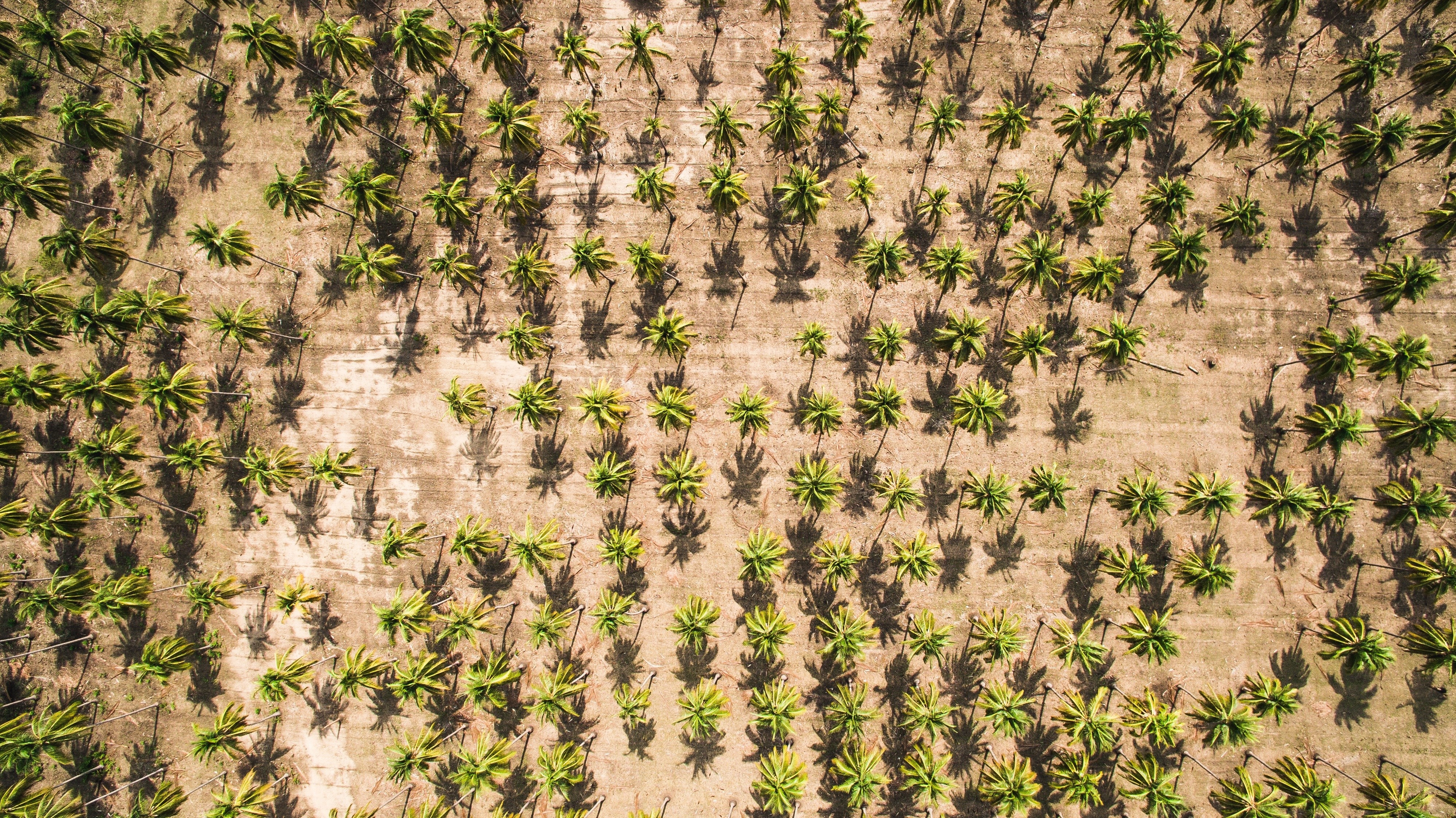 Aerial view of a palm tree plantation HD Wallpaper