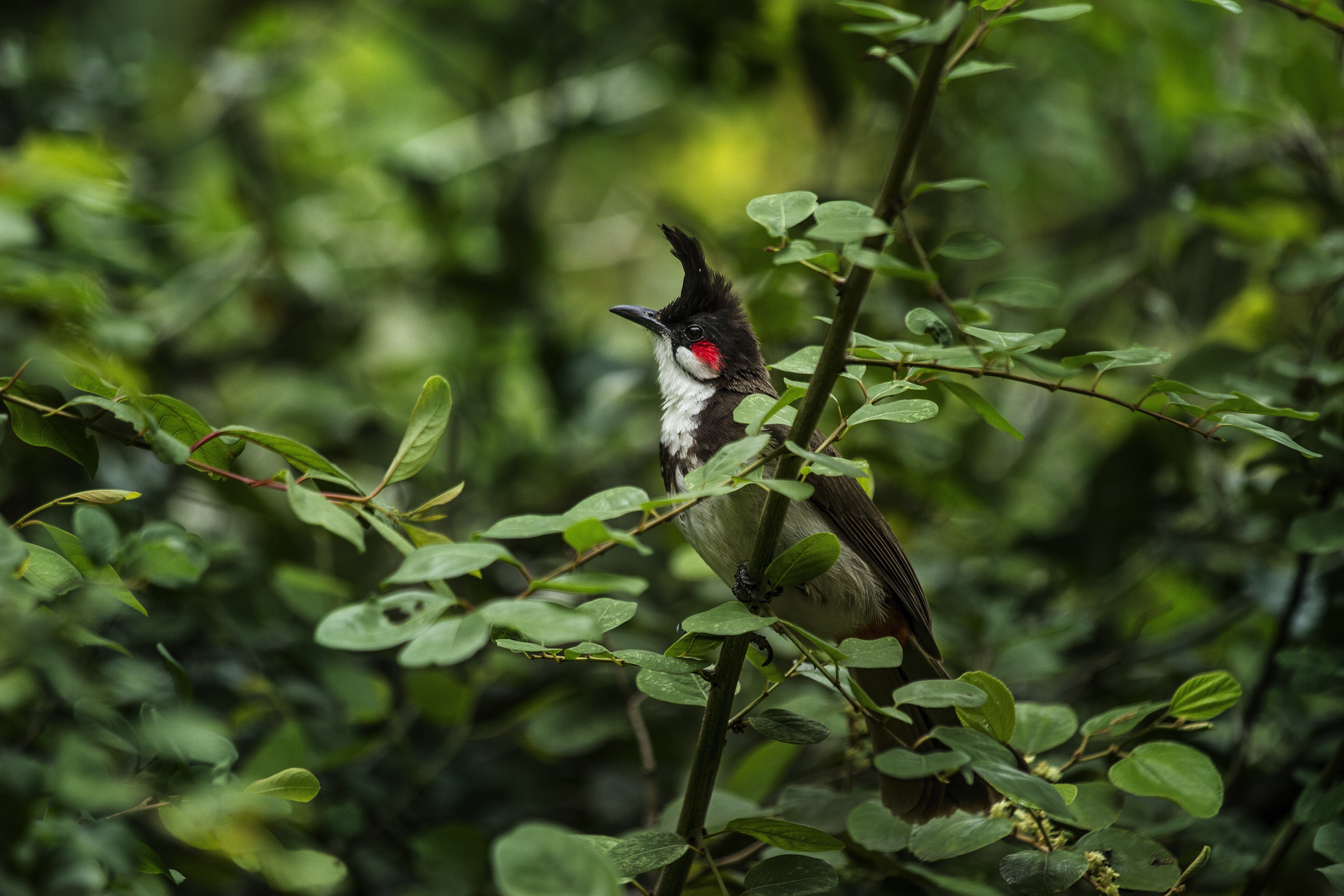 Red-whiskered bulbul perched on a branch with green leaves HD Wallpaper