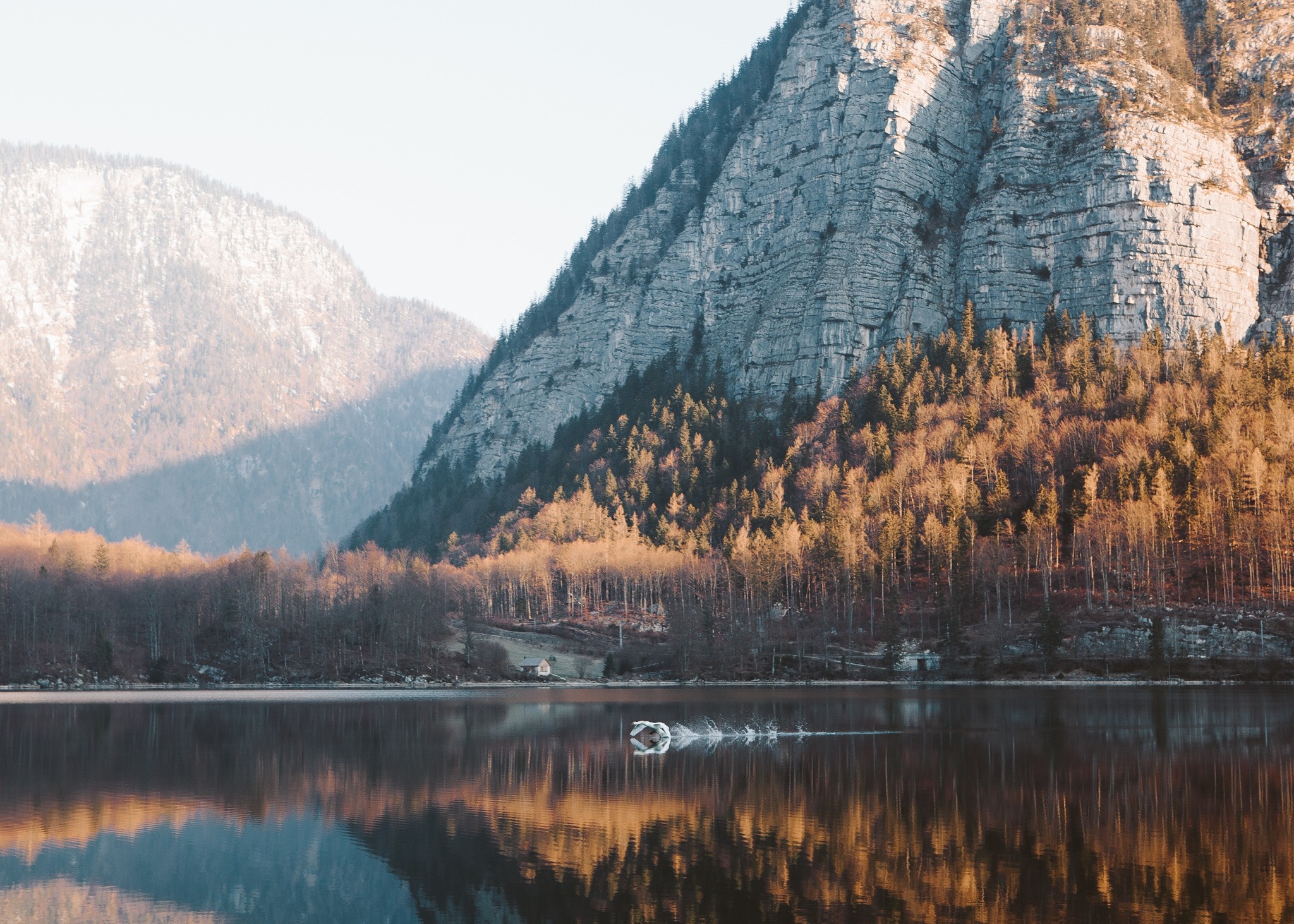 Swan swimming in a lake with mountains and forest HD Wallpaper