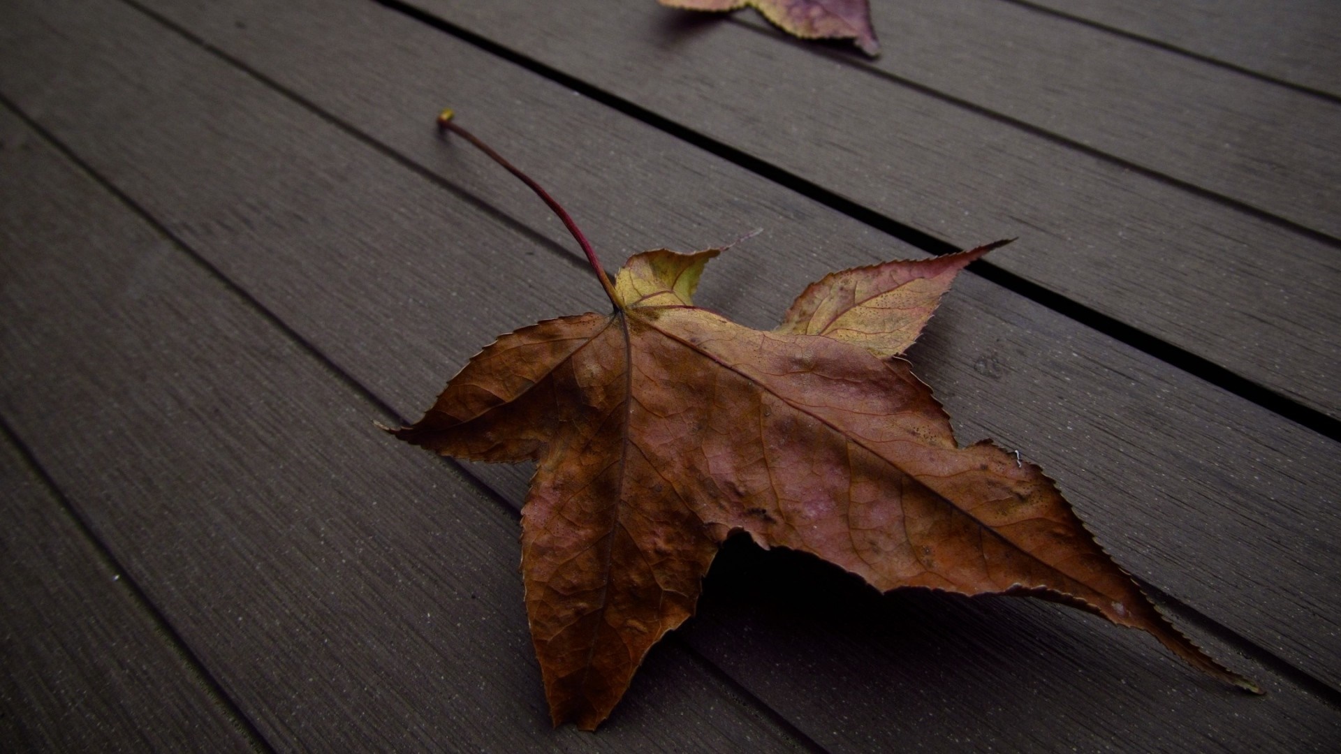 Brown maple leaf on dark wooden planks HD Wallpaper