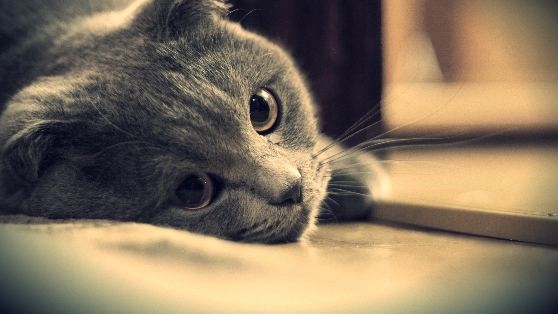 Close-up of a grey Scottish Fold cat's face HD Wallpaper