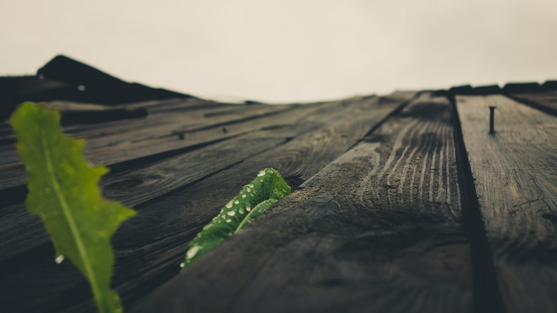 Green leaf with water drops on wooden planks HD Wallpaper
