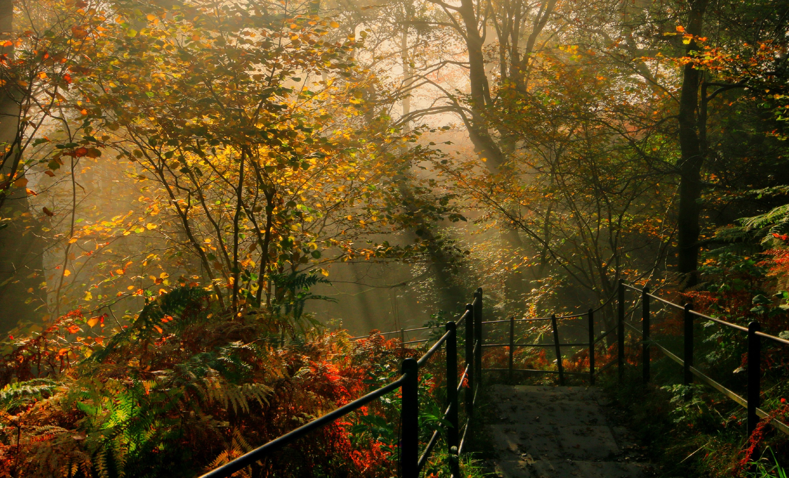Sunlight filtering through autumn trees in a forest with a path HD Wallpaper