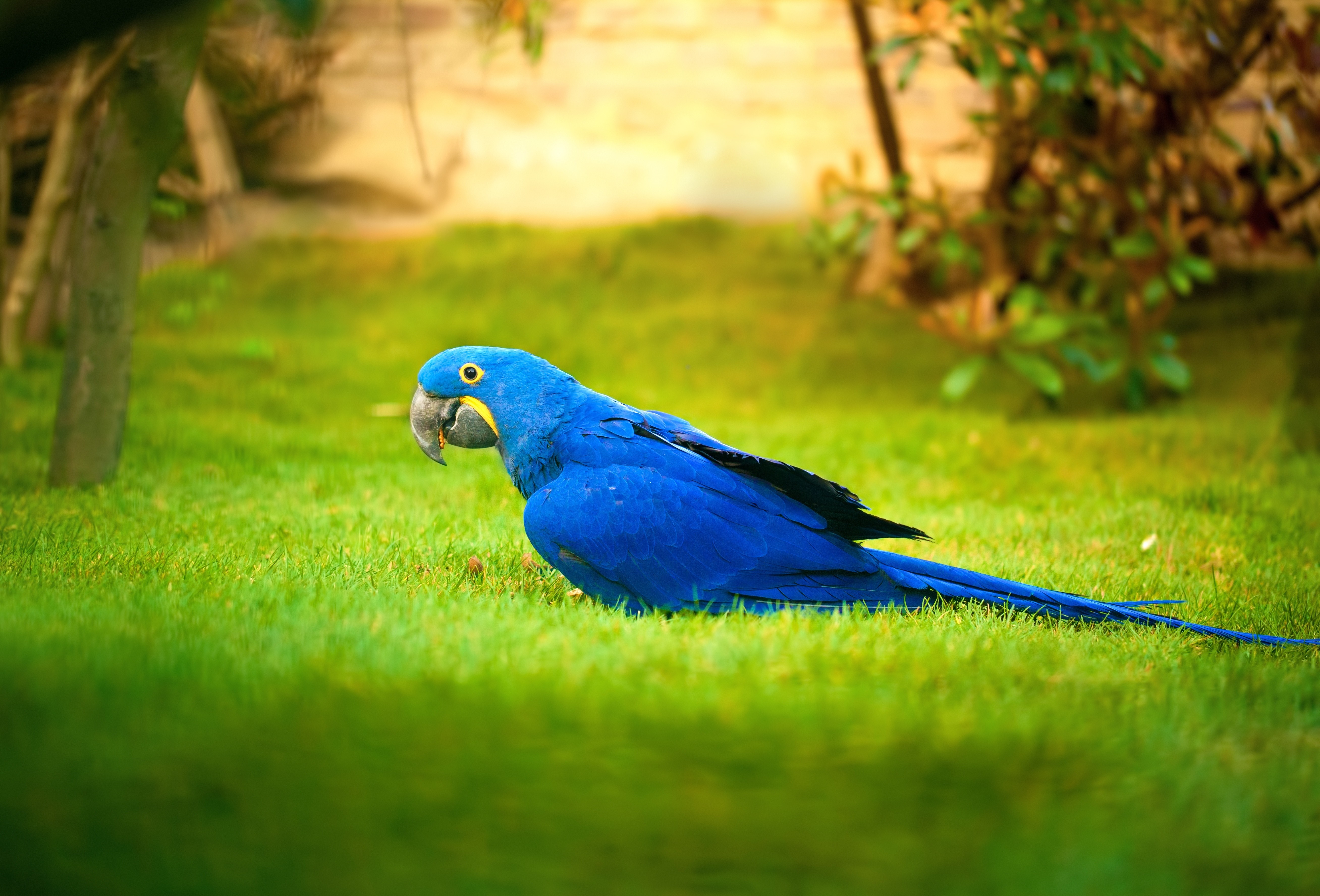 Blue Hyacinth Macaw parrot on green grass HD Wallpaper