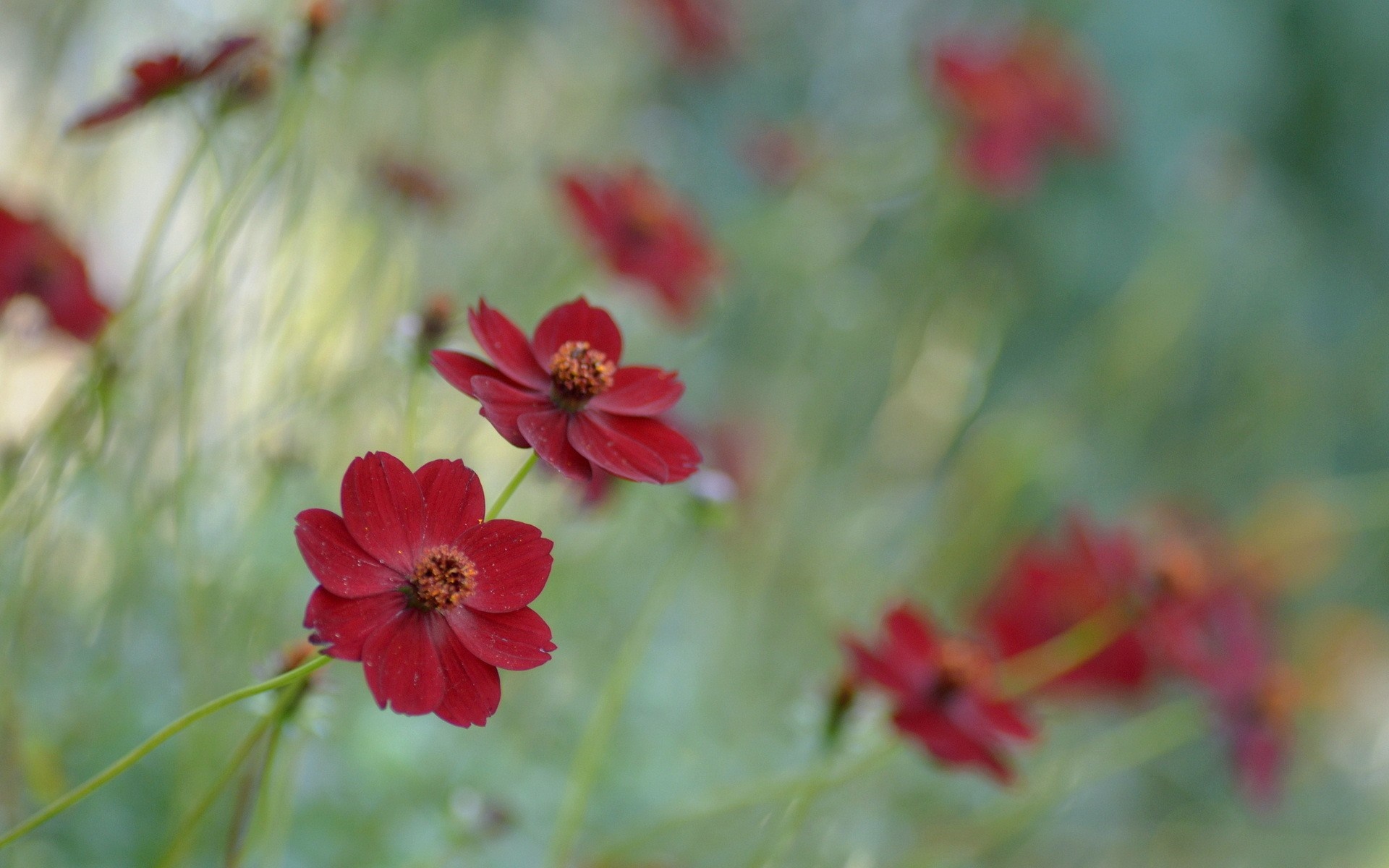 Close up of red cosmos flowers in a garden HD Wallpaper