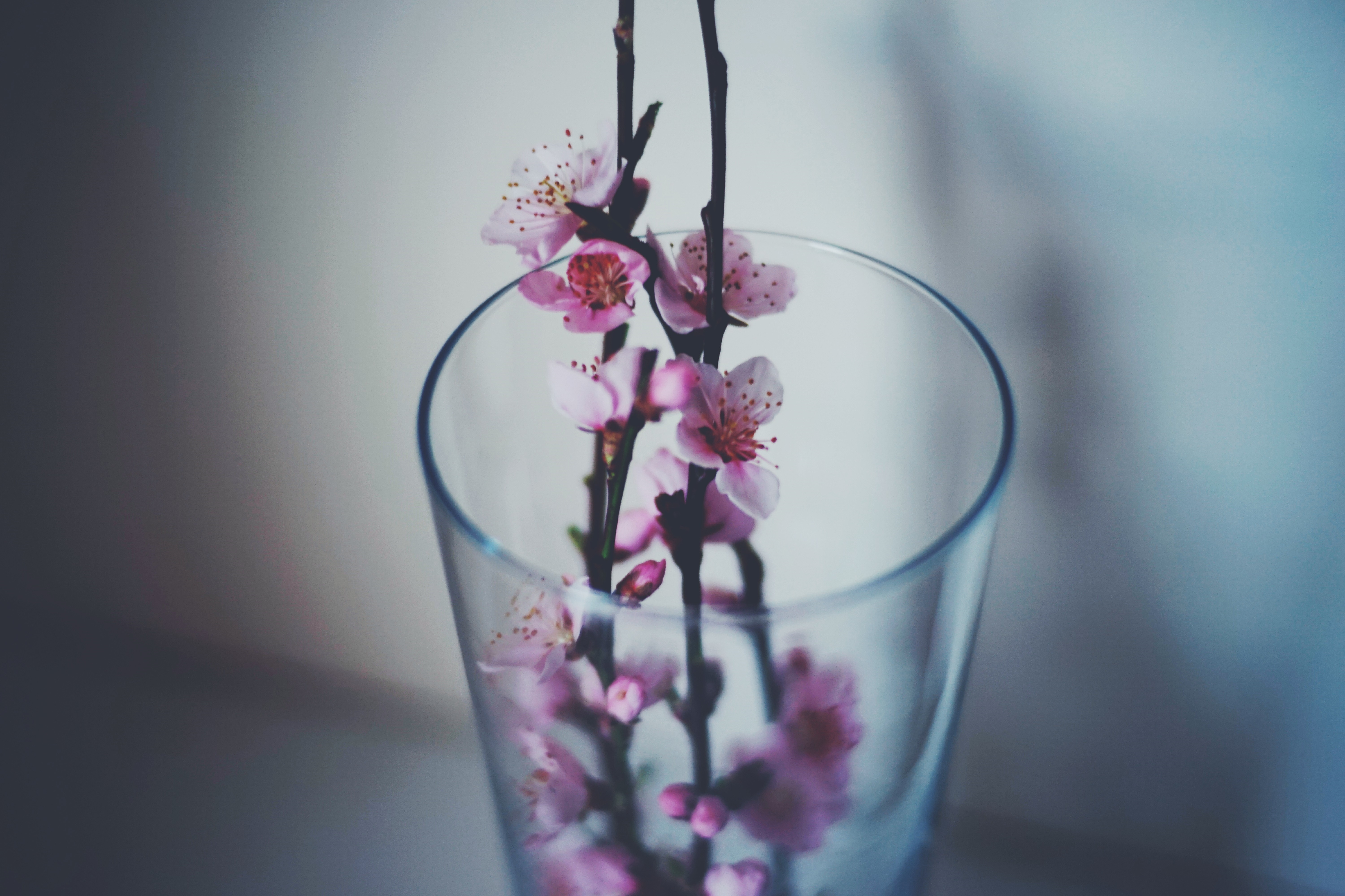 Pink flowers in a glass vase HD Wallpaper