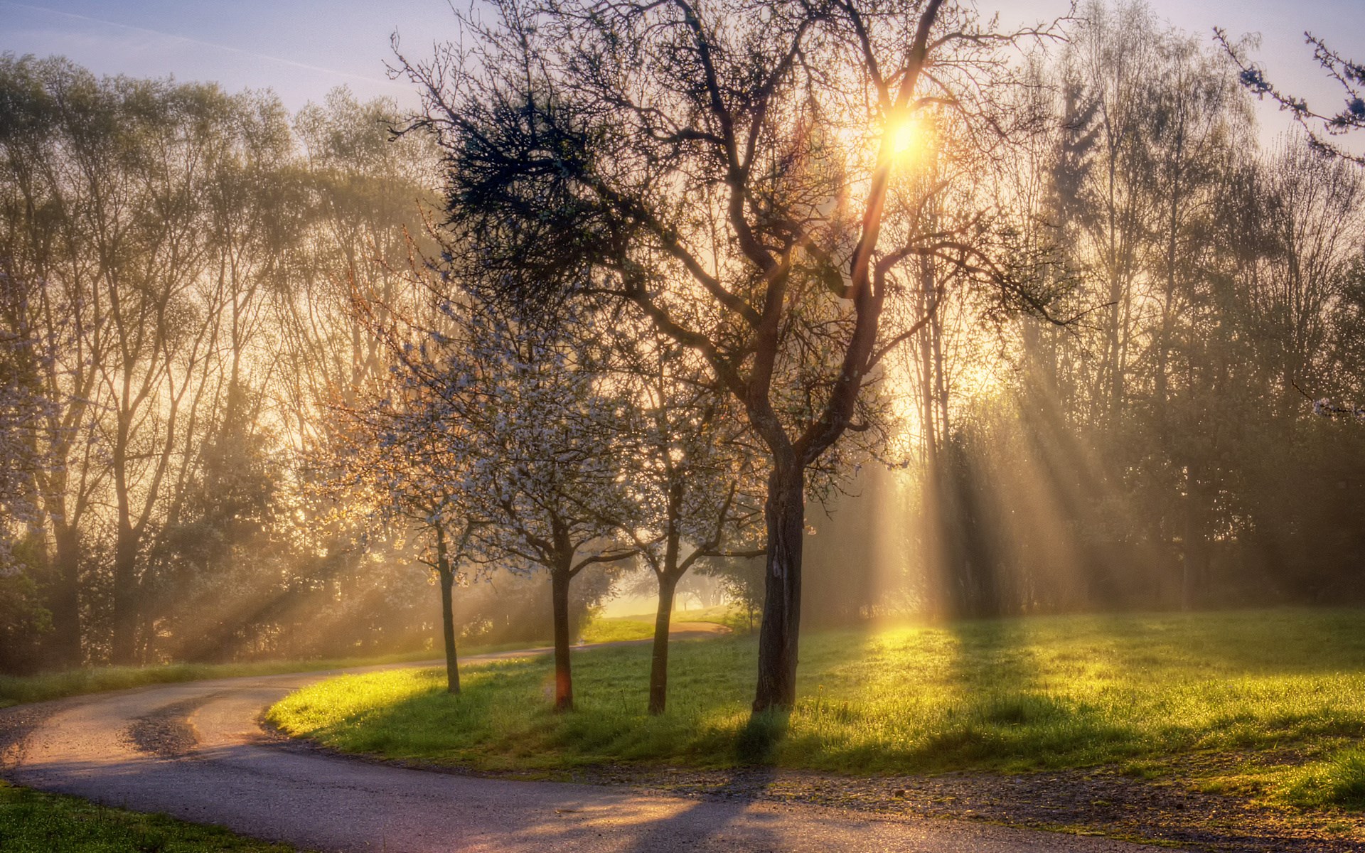 Sunbeams through trees on a winding road HD Wallpaper